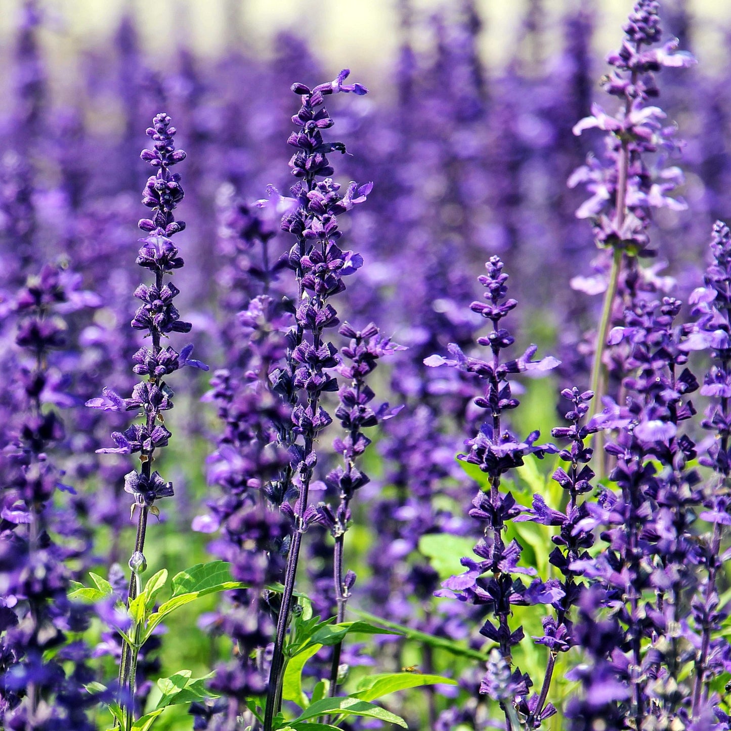 200Pcs Organic Empress Lavender Herb Flower Seeds