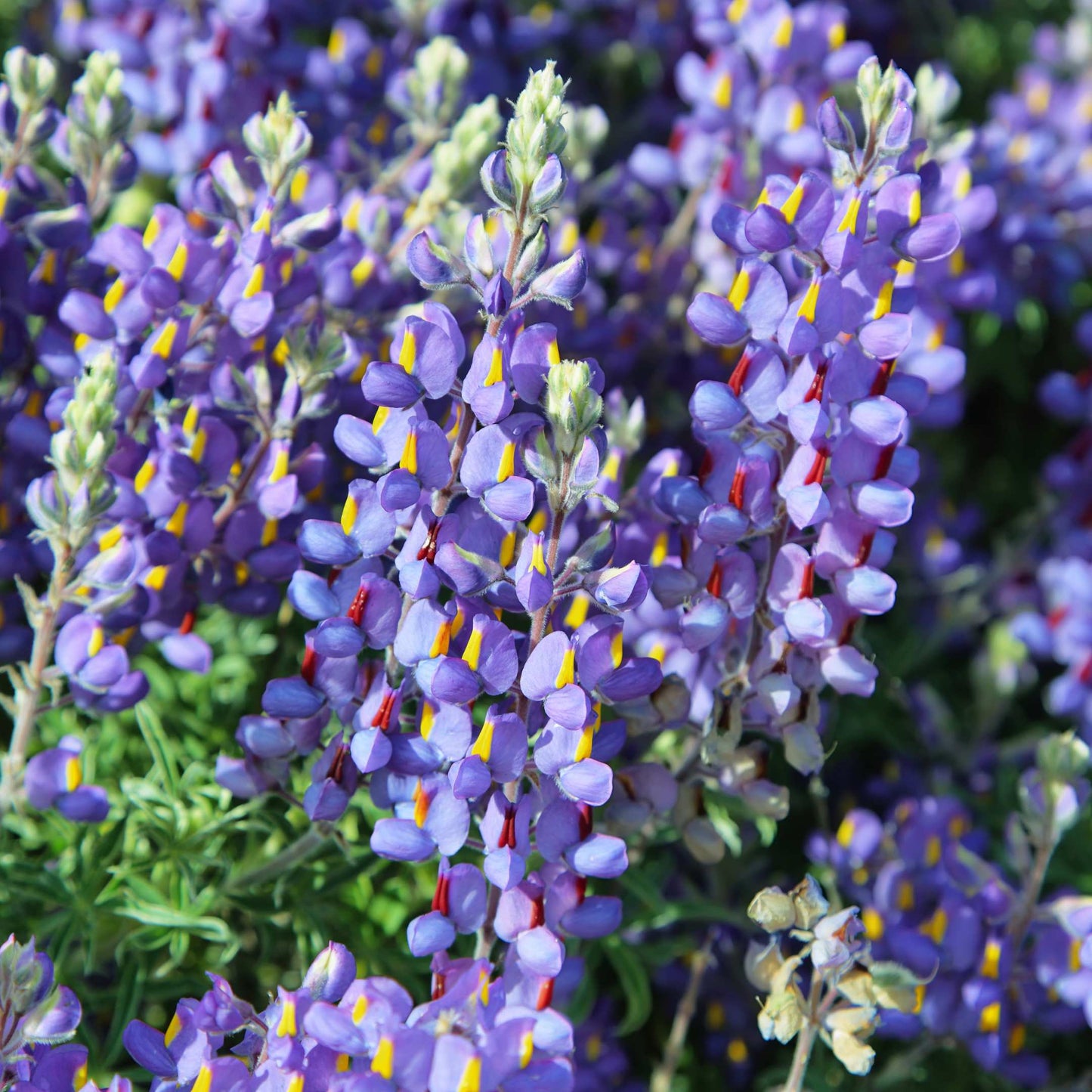 100Pcs Lupine Russel Mix Flower Seeds