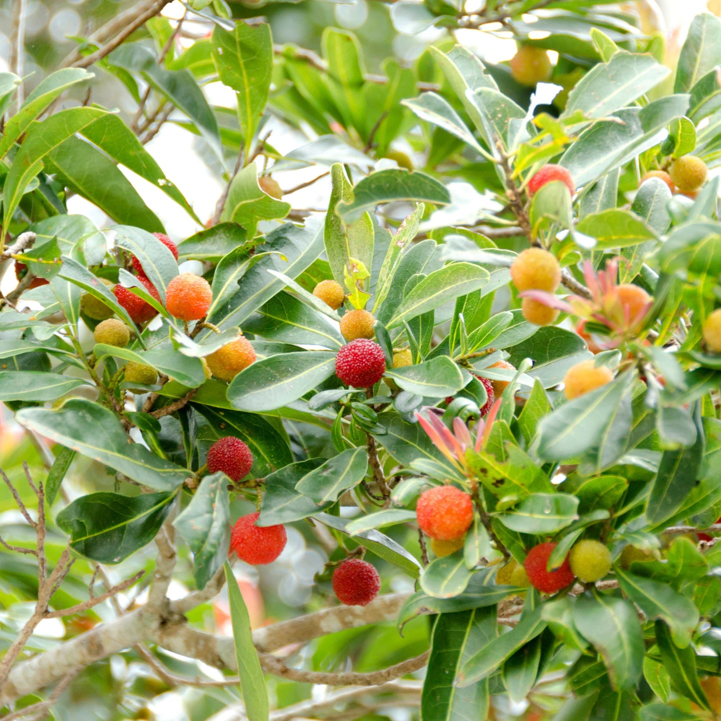 5Pcs Yangmei (Bayberry) Plant Seeds