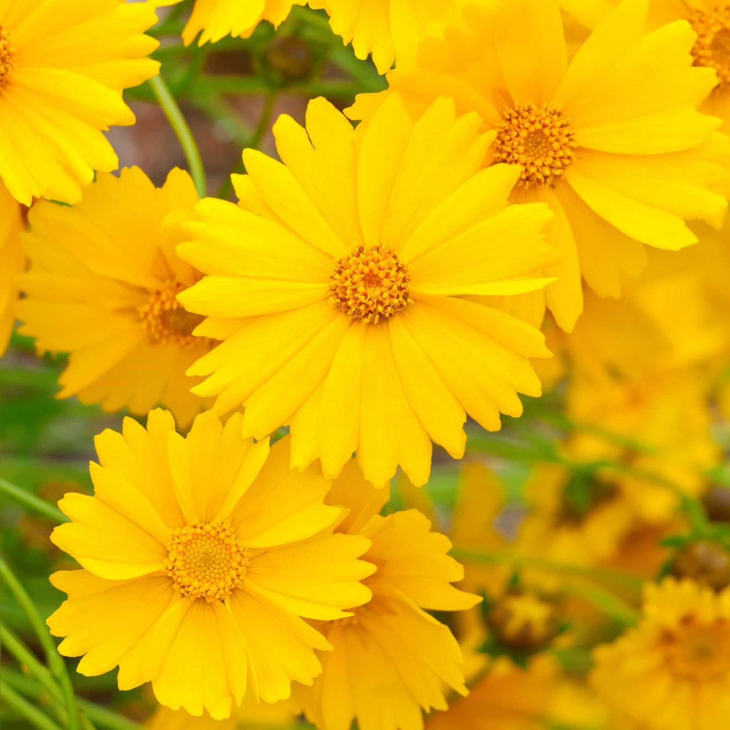 20Pcs Coreopsis Flower Seeds