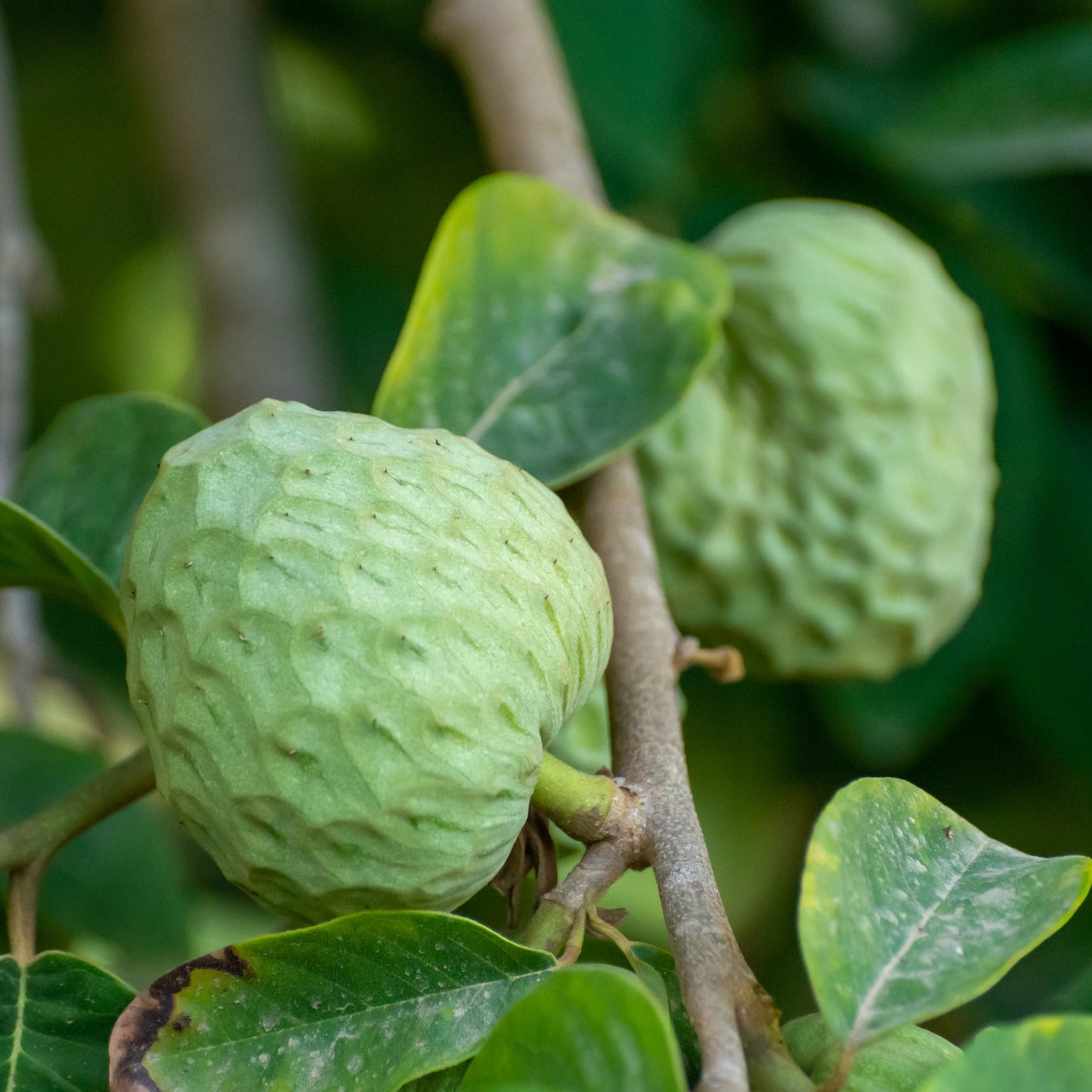 50Pcs Cherimoya Plant Seeds