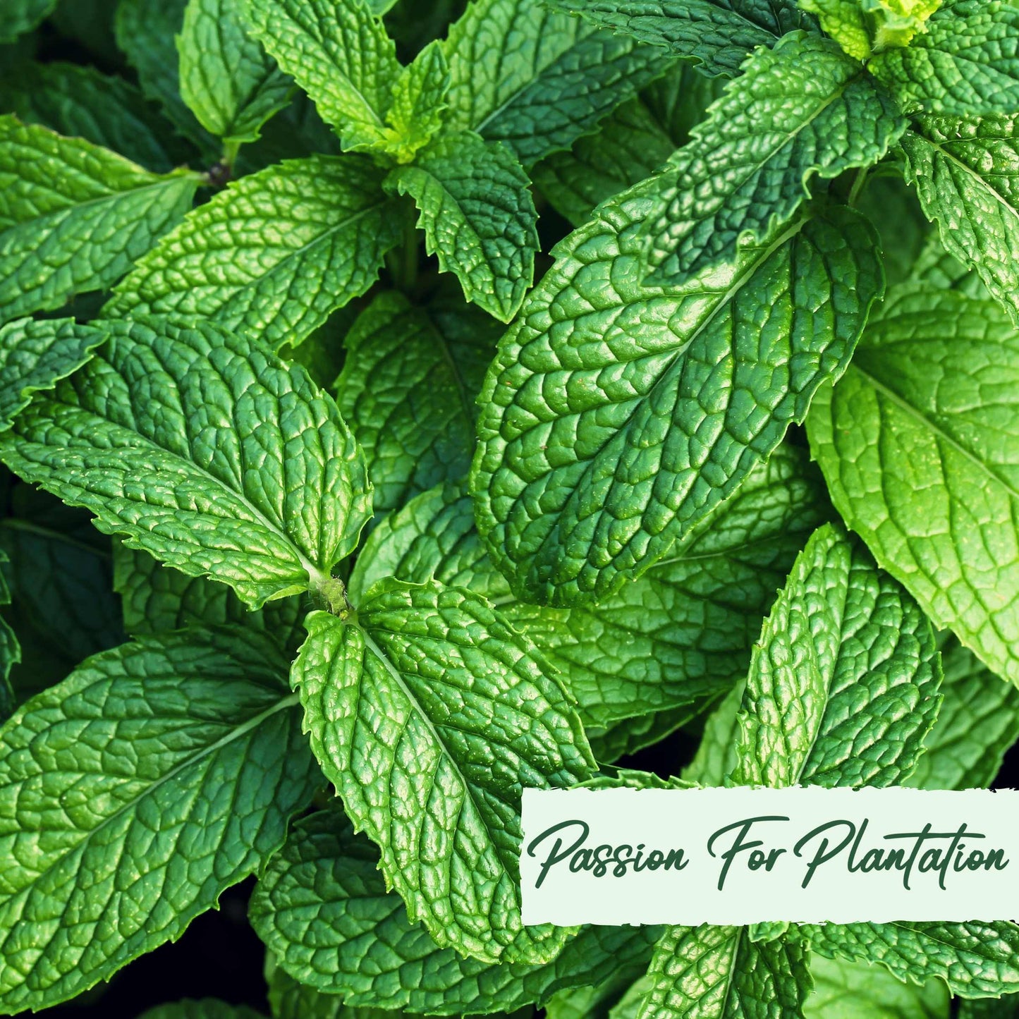 100Pcs Pennyroyal Mint Herb Seeds