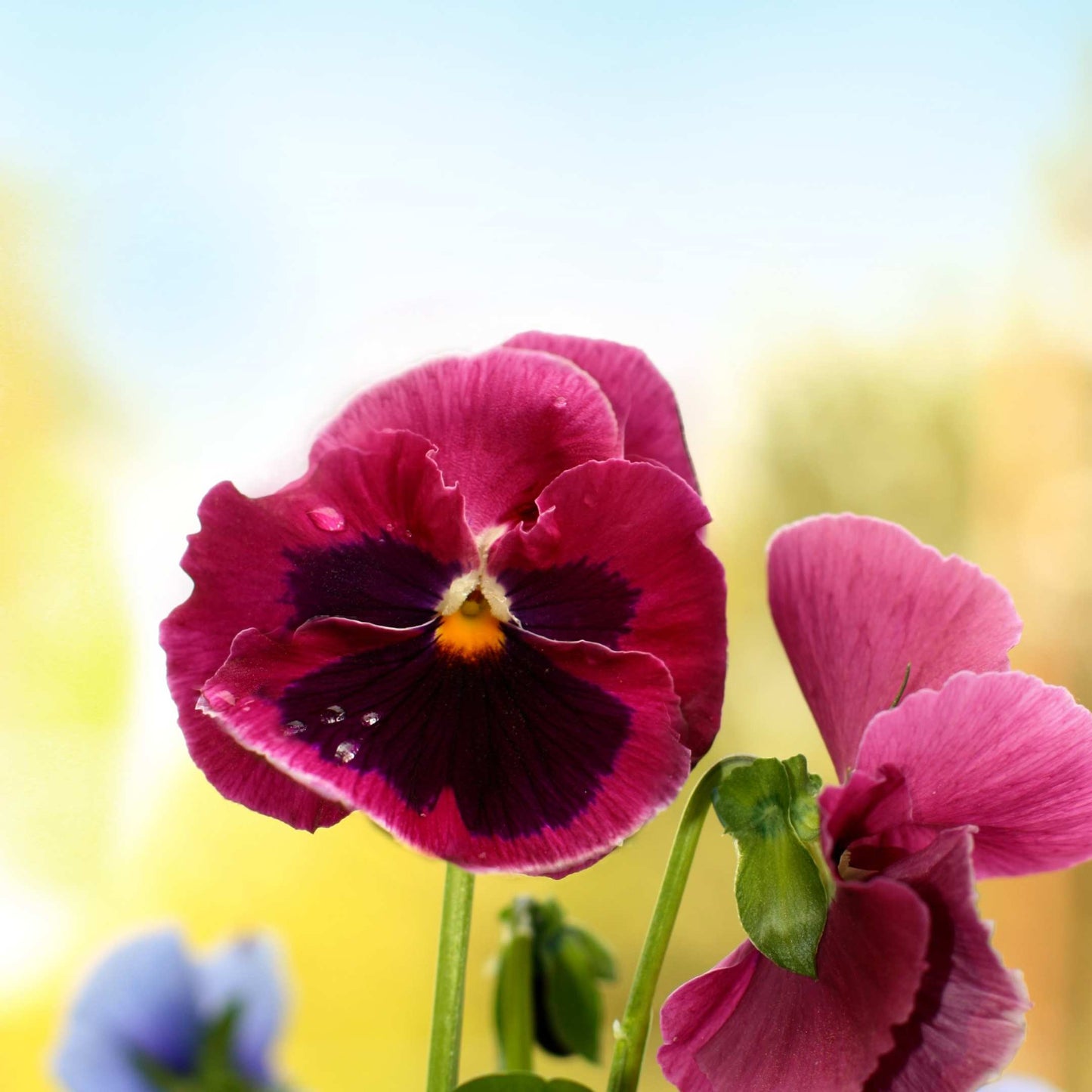 50Pcs Pansies Flower Seeds Pack