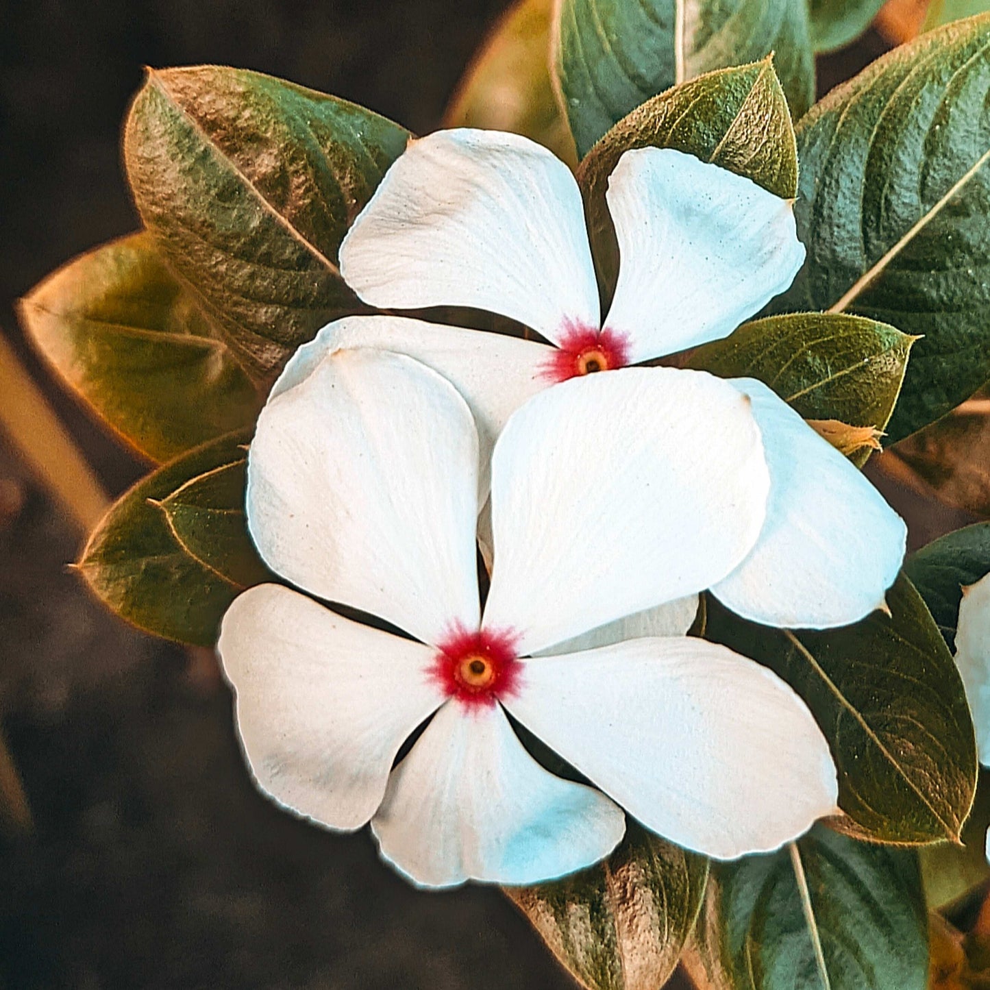 100Pcs Vinca Flower Seeds