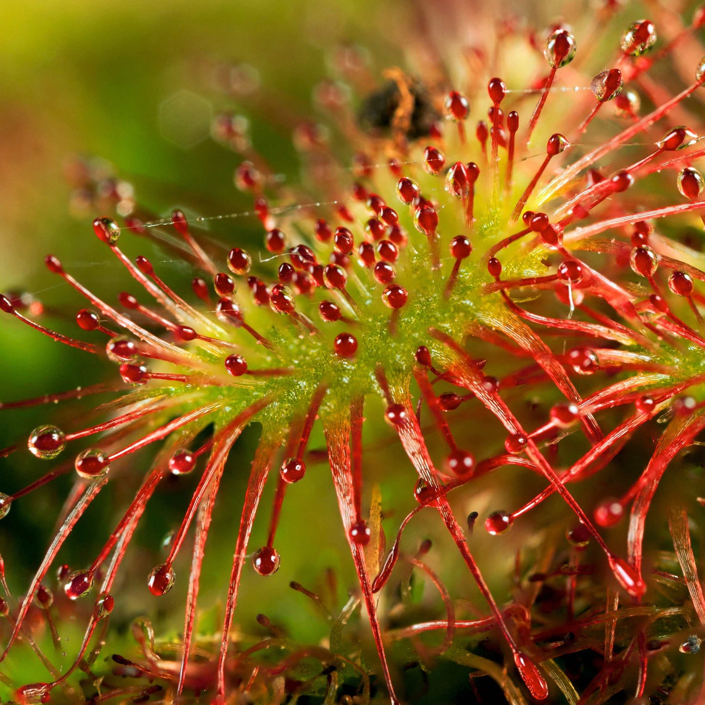 50Pcs Carnivorous Sundew Plant Drosera Flower Seed