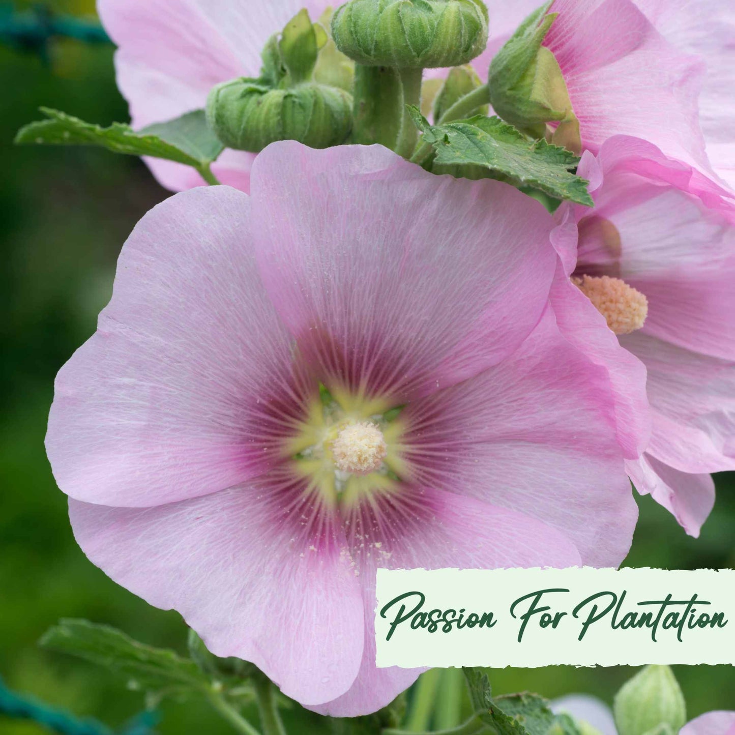 50Pcs Peach Colored Hollyhock Seeds