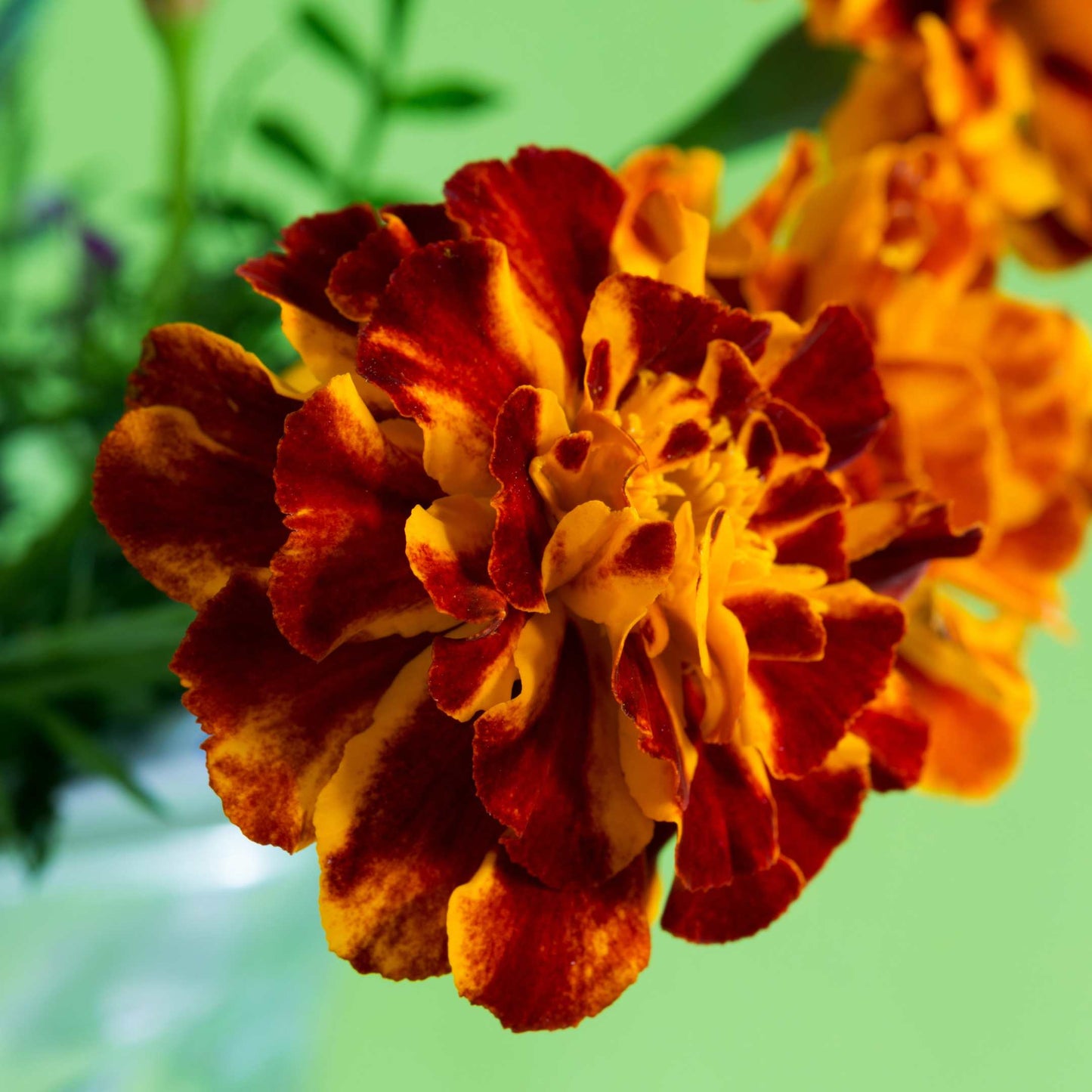 100Pcs French Marigold Flower Seeds Pack