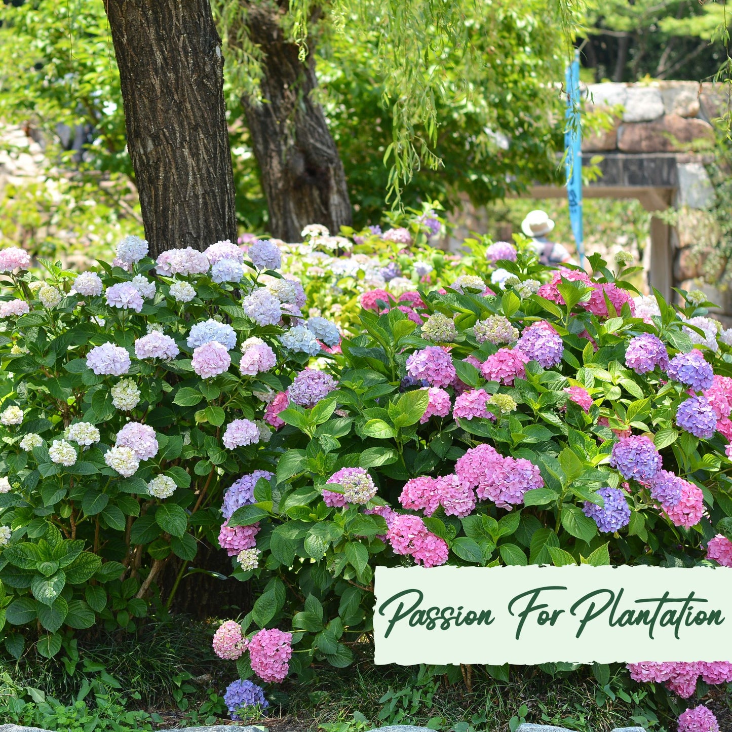 50Pc Emperor Hydrangea Flower Seeds Pack