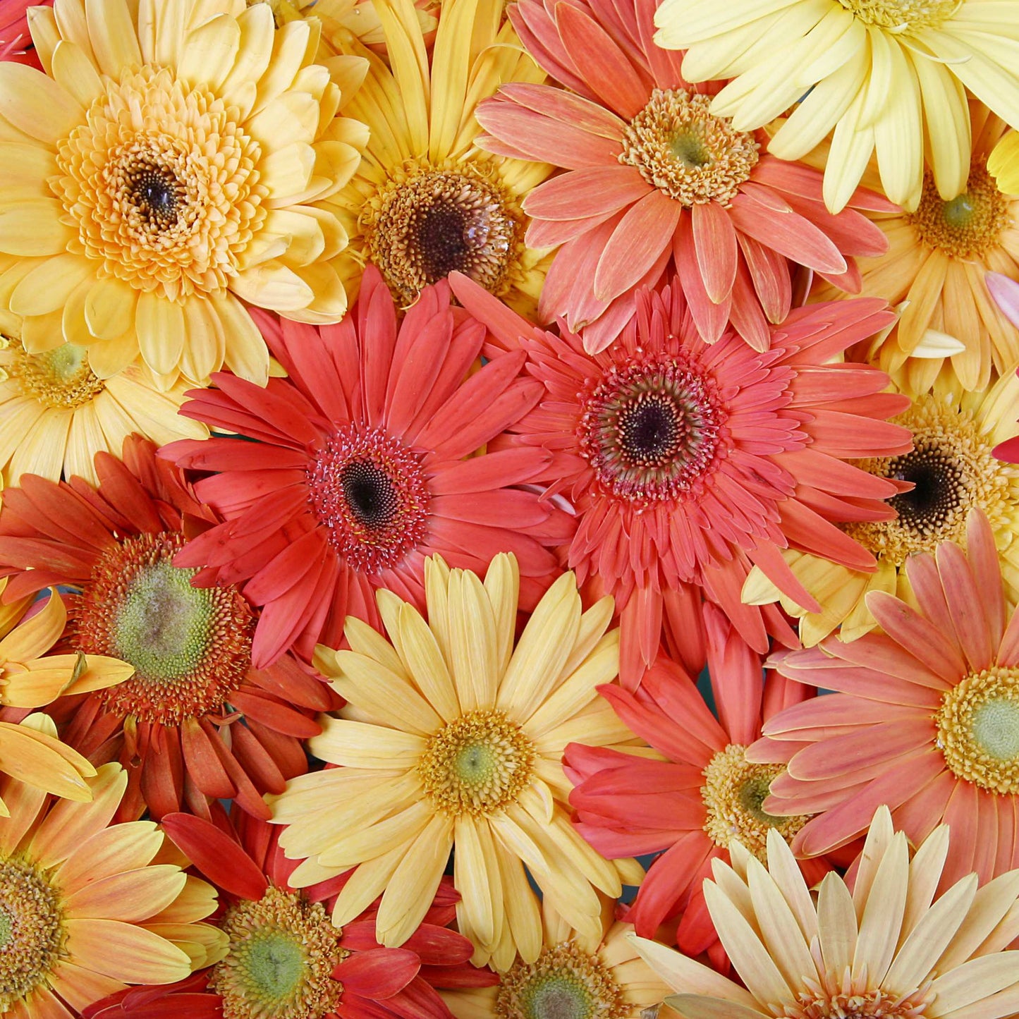 50Pcs Gerbera Daisy Flower Seeds Pack