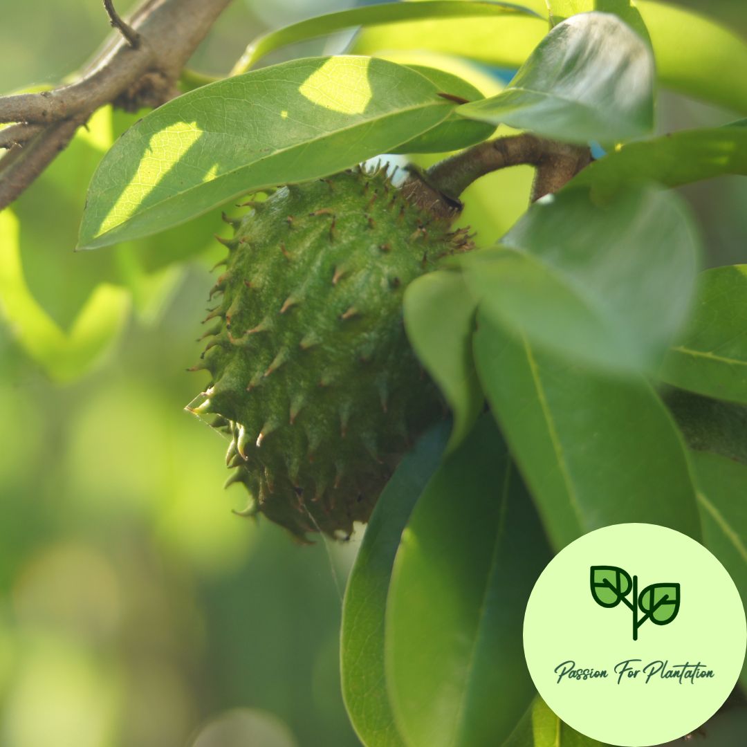 5Pcs Soursop Fruit Seeds