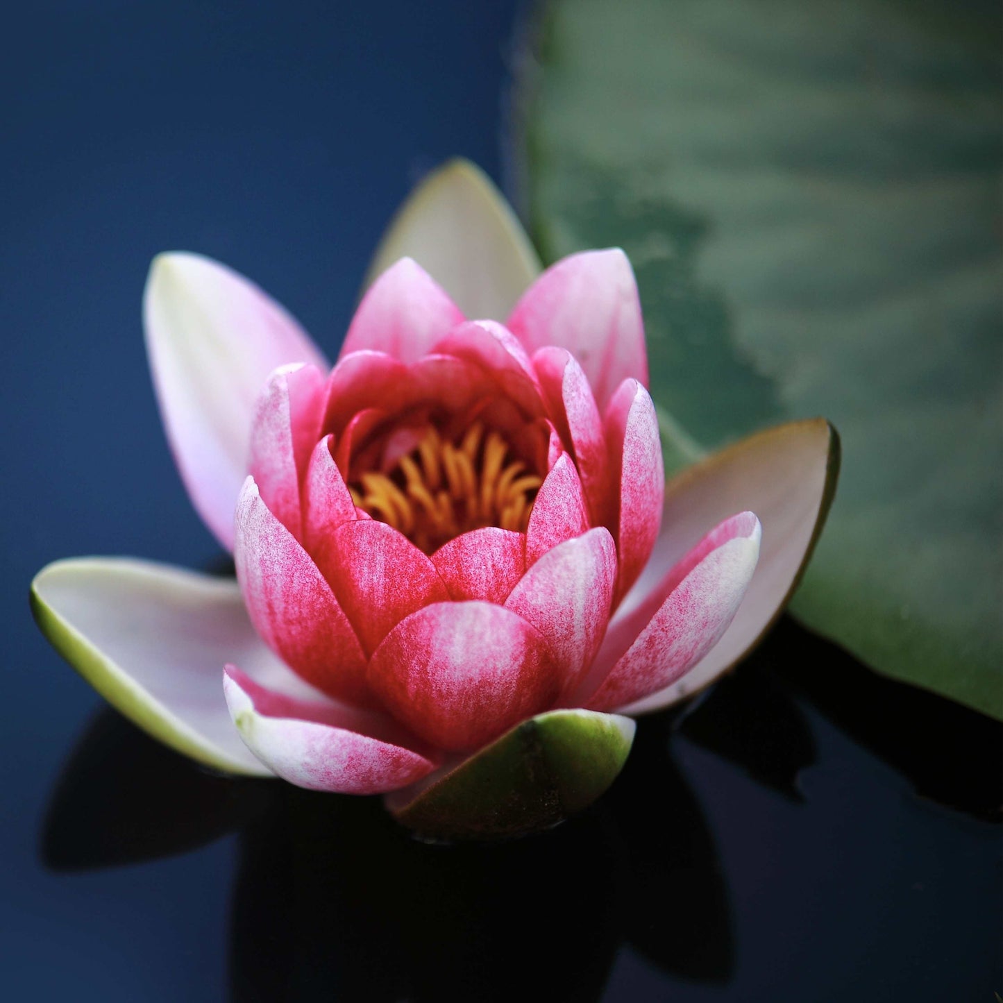 5 PINK LOTUS Flower Seeds