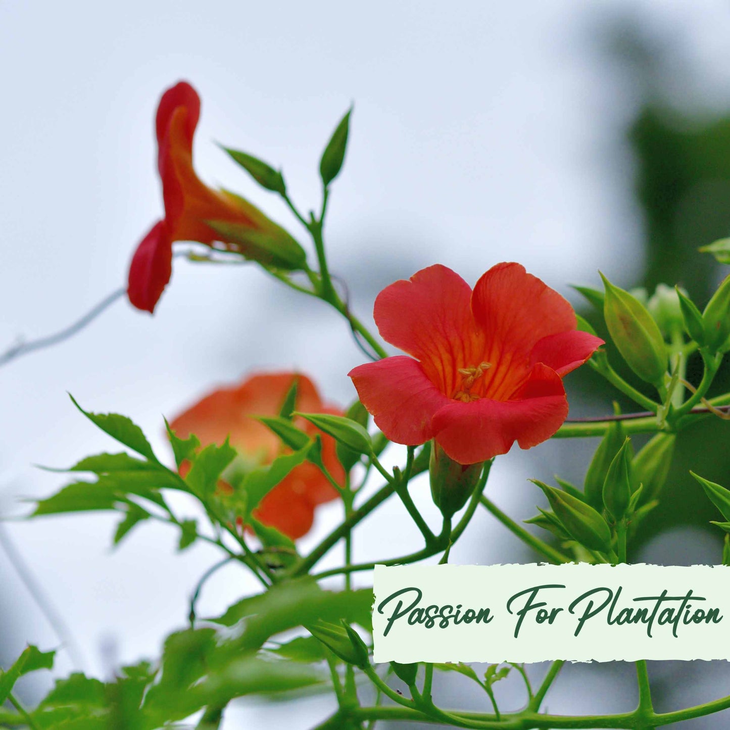50Pcs Trumpet Vine (Campsis radicans) Seeds