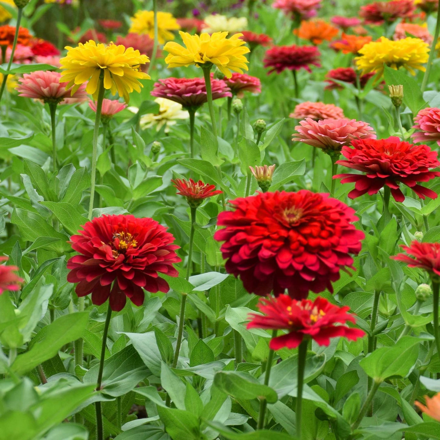 100Pcs Zinnia Flower Seeds Pack