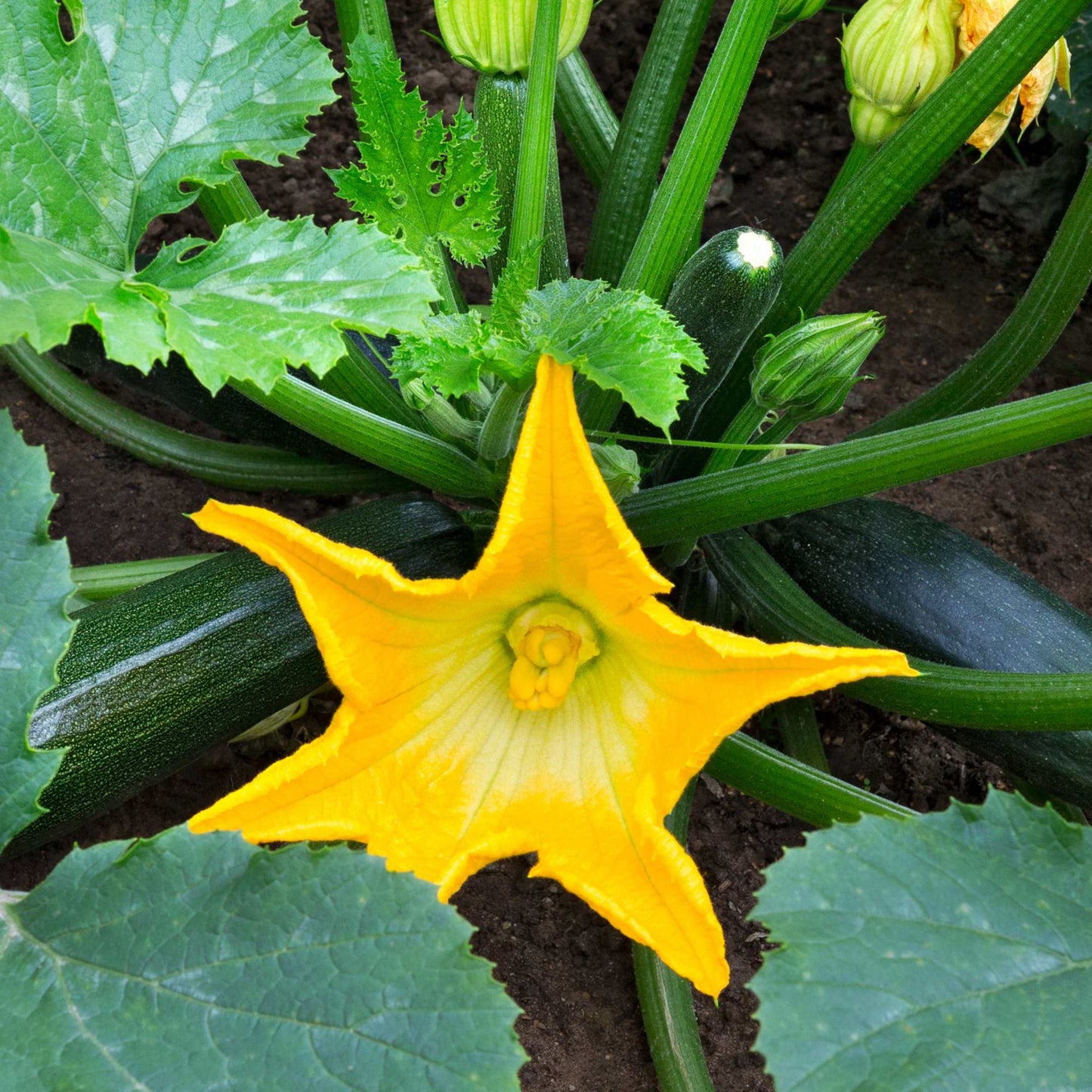 20Pcs Organic Zucchini Seeds Pack