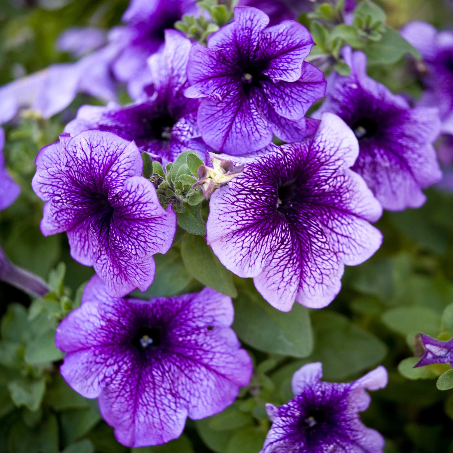 50Pcs Mixed Colors Petunia Seeds