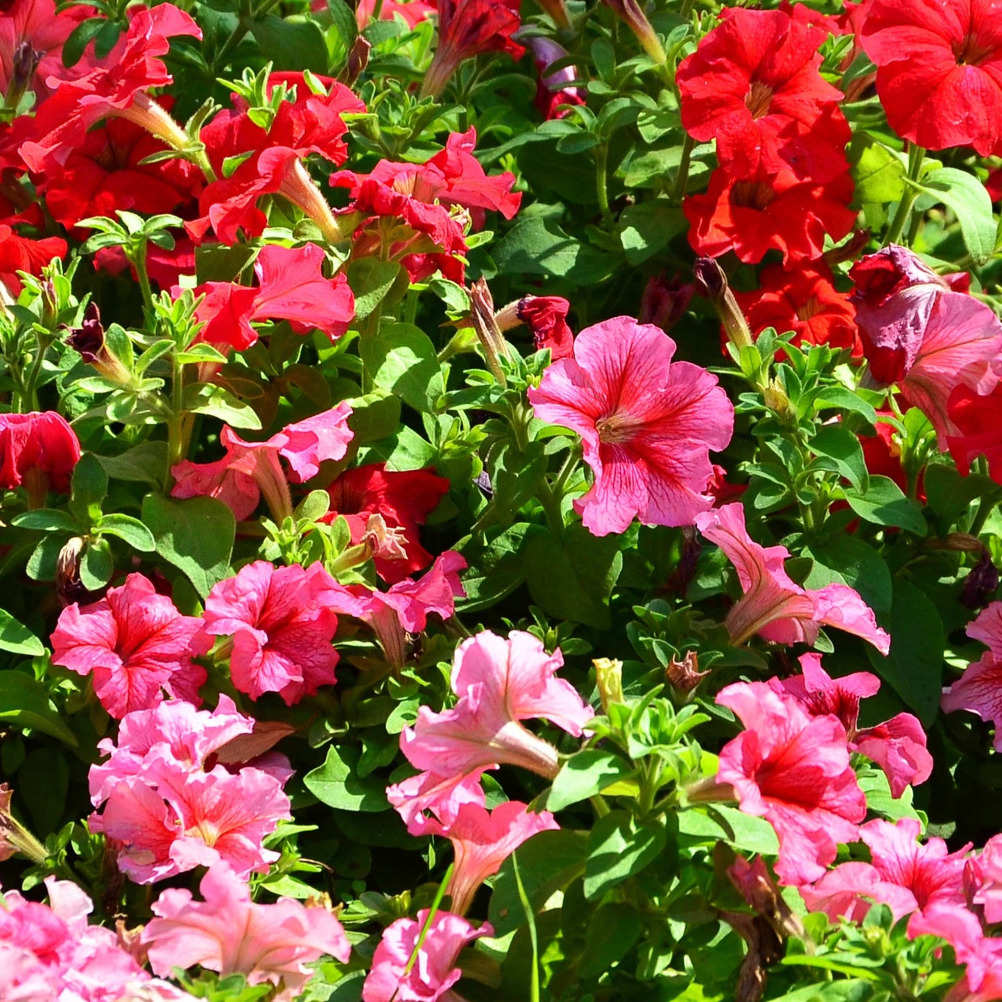 50Pcs Phlox Flower Seeds Pack