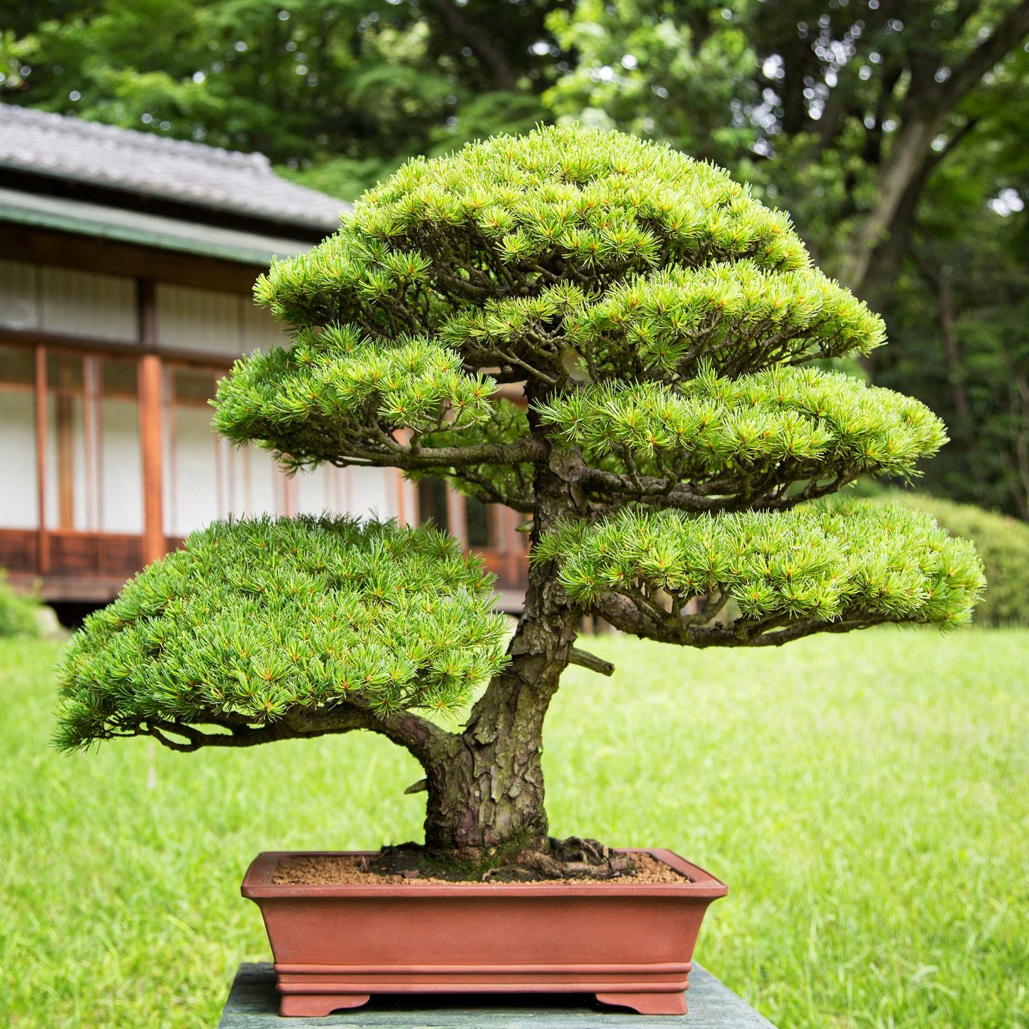 20Pcs Japanese Black Pine Seeds (For Bonsai)