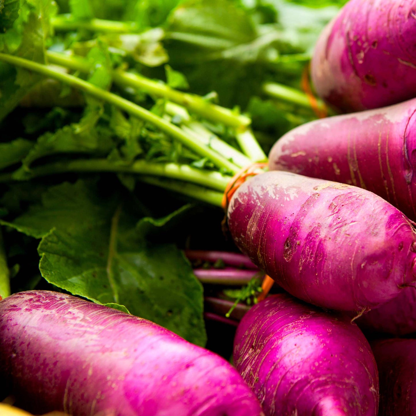 100Pcs Organic Turnip Seeds Pack
