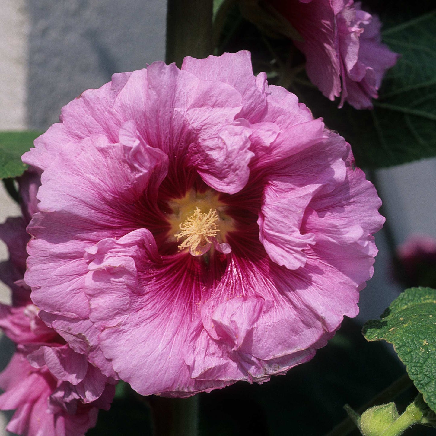 200Pcs Hollyhock Seeds Pack