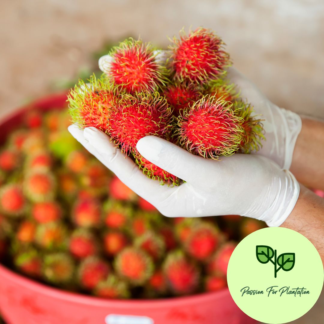 5Pcs Exotic Rambutan Fruit Seeds
