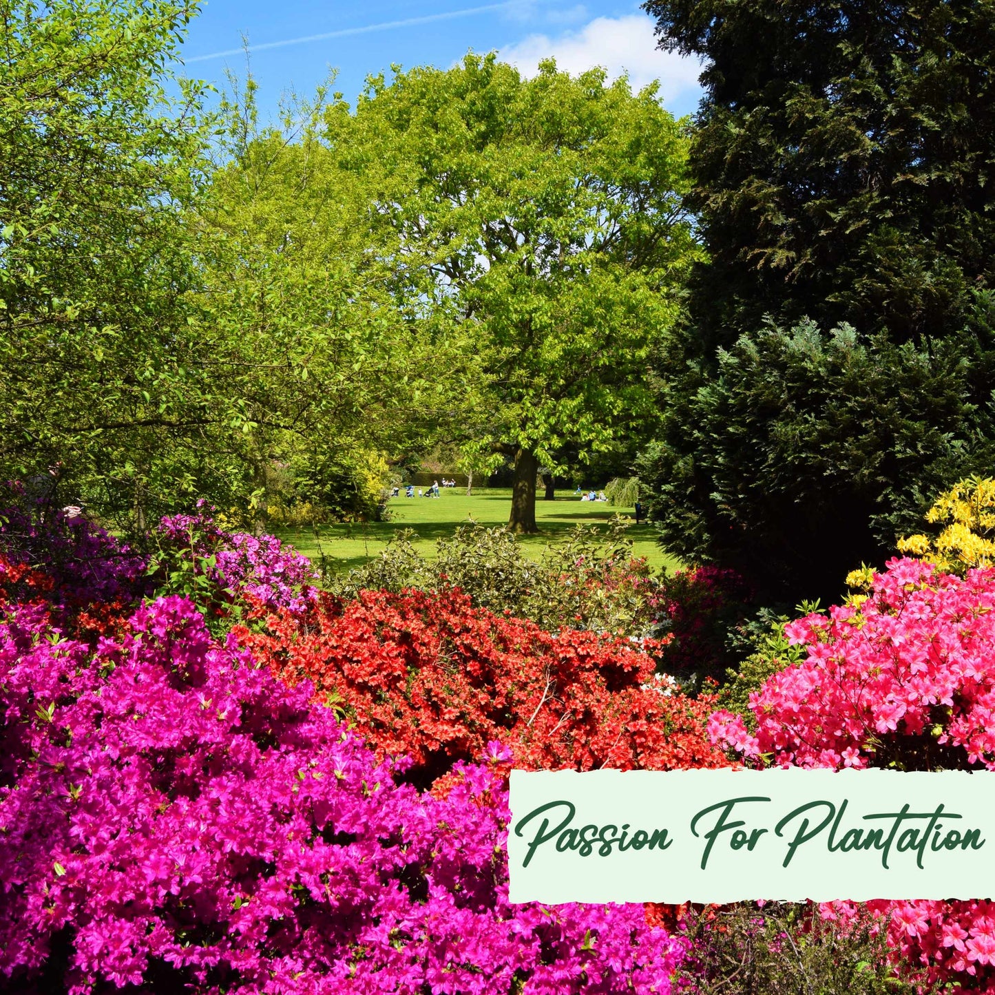 50Pcs Azalea (Rhododendron) Seeds