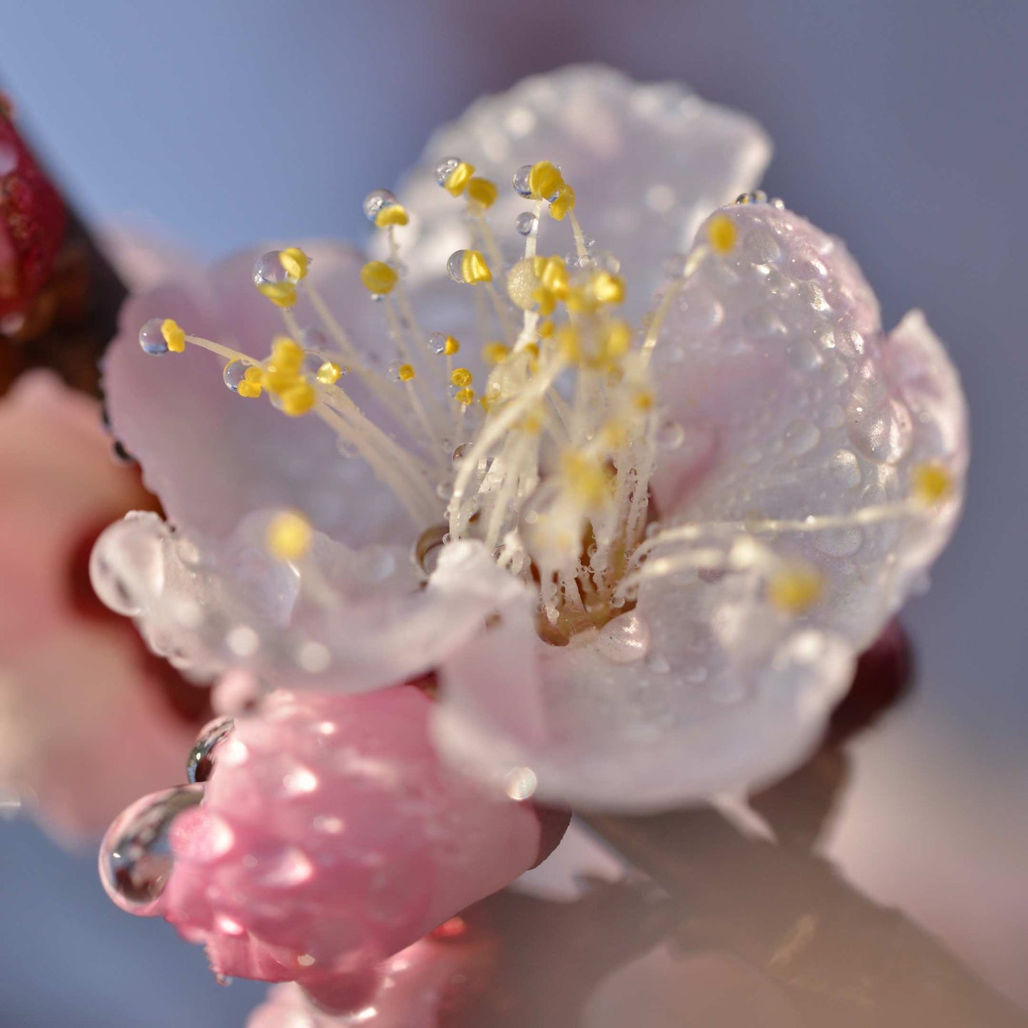 20Pcs Japanese Plum Blossom / Ume Flower Seeds
