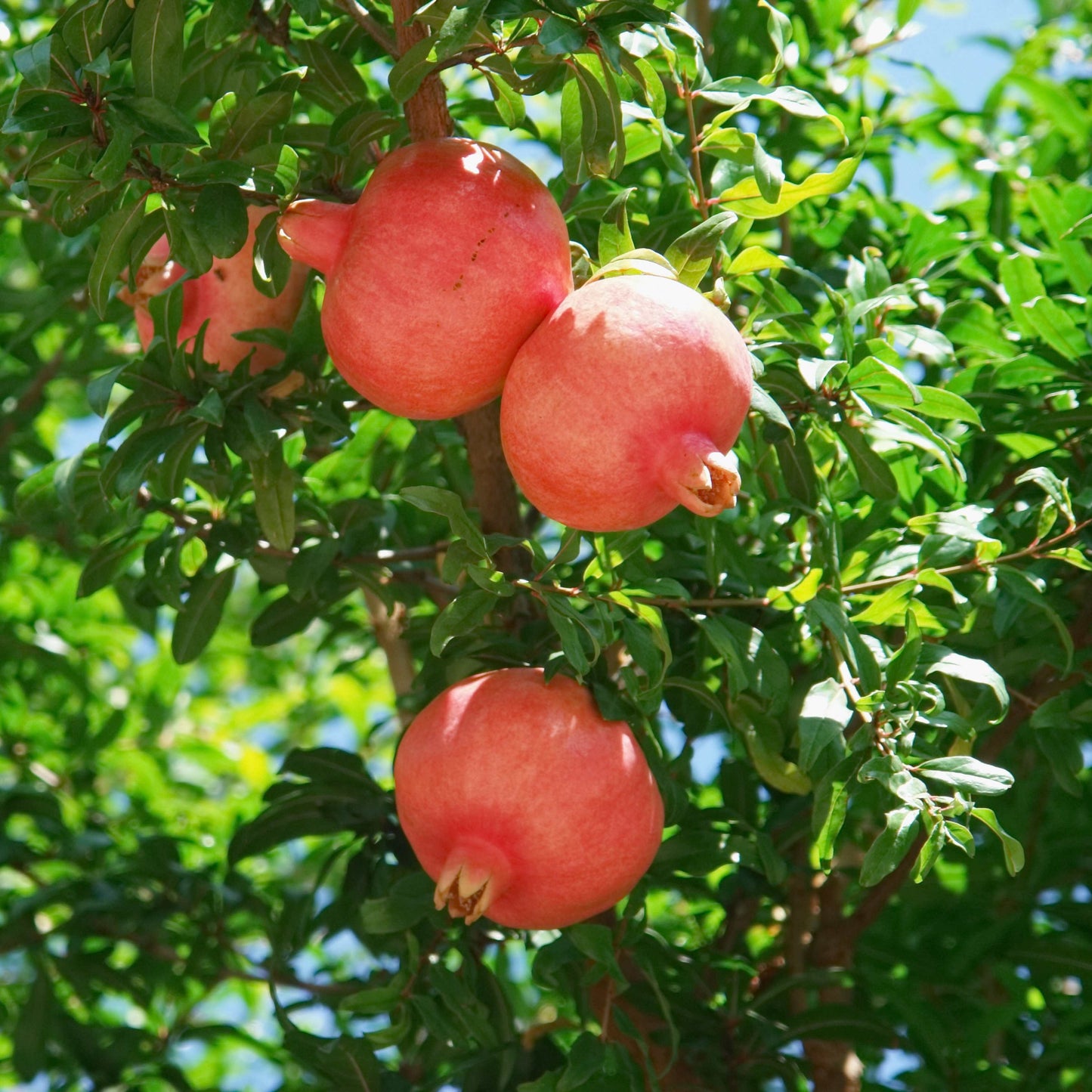 20Pcs Red Jewel Pomegranate Tree Seeds