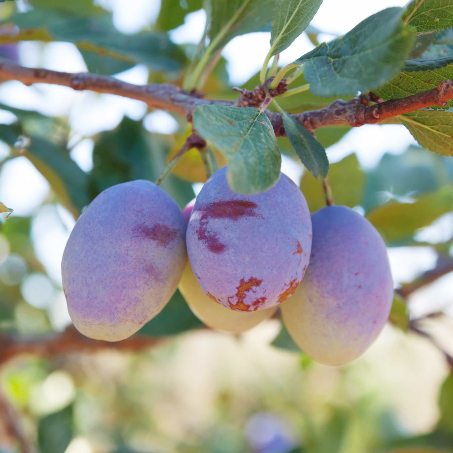 10Pcs Plum Tree Seeds, Fruit Tree, Easy To Grow