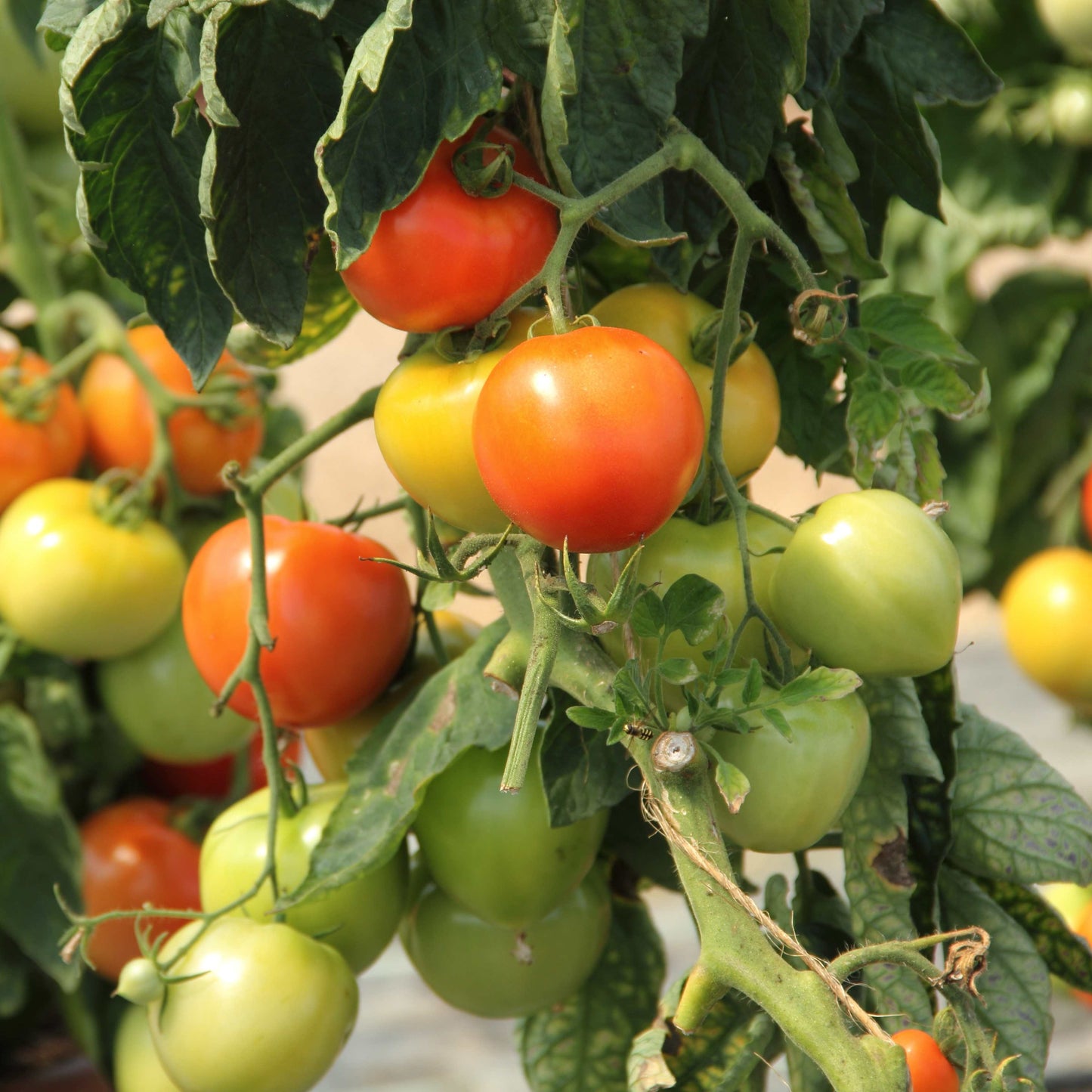 100Pcs Tomato Plant Seeds