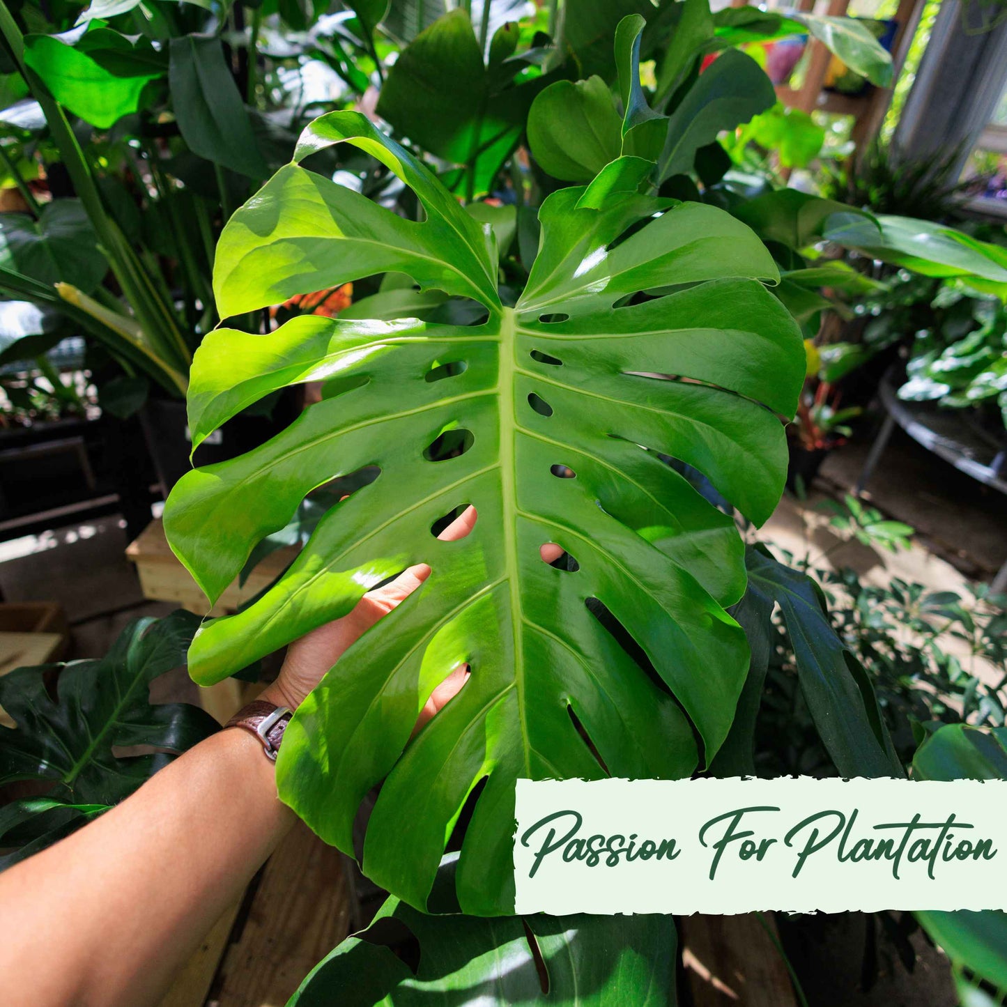 50Pcs Monstera deliciosa Liebm Seeds
