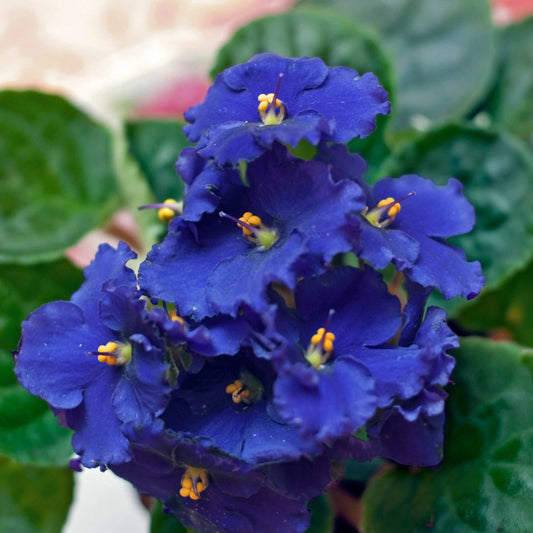 30Pcs Mix African Violet Seeds Pack