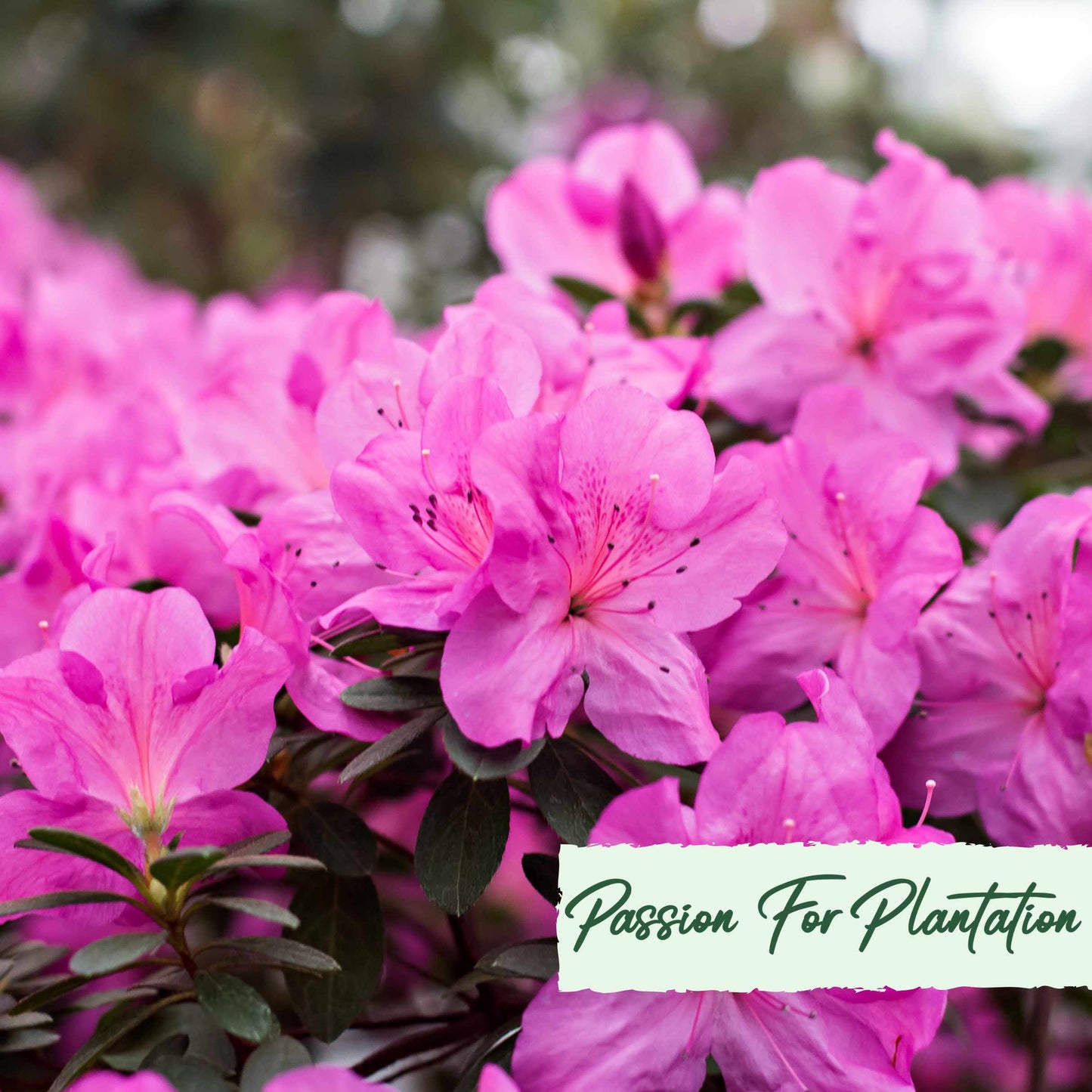 50Pcs Azalea (Rhododendron) Seeds