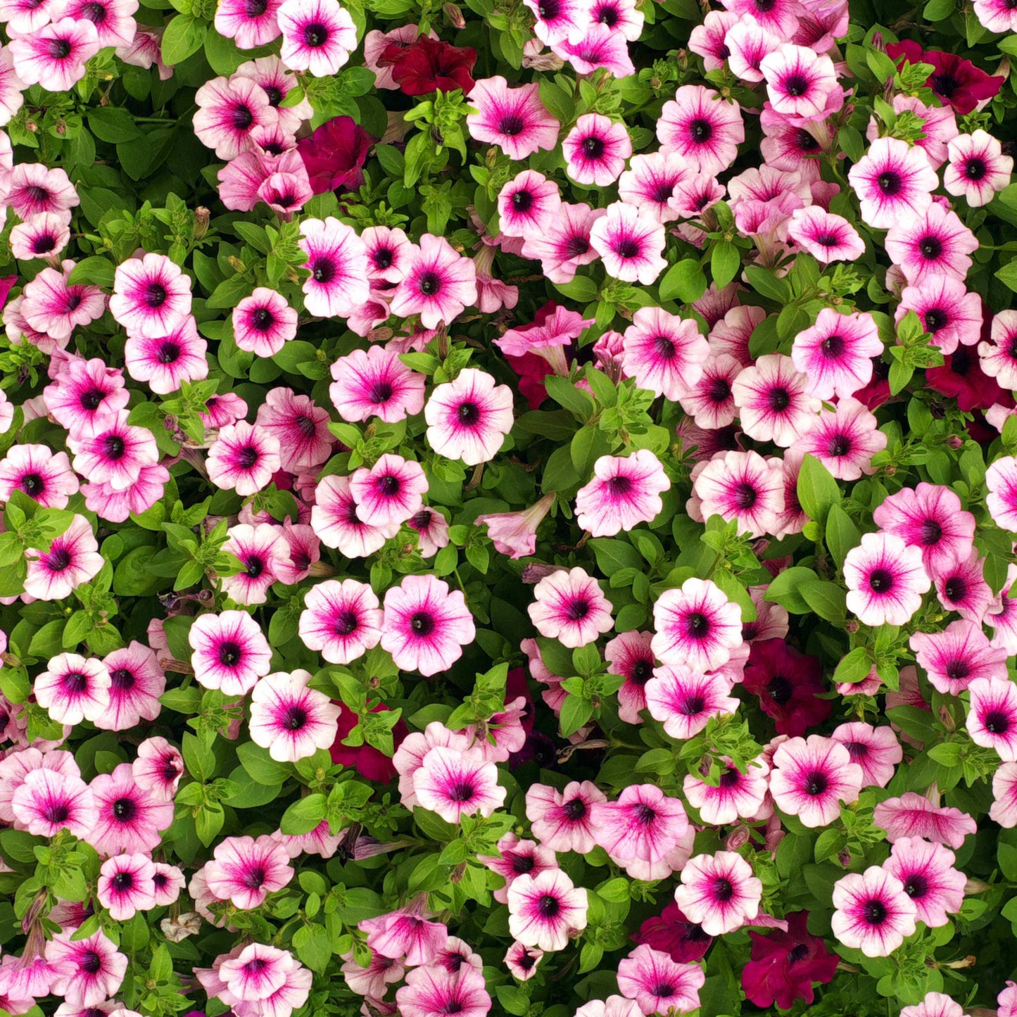 50Pcs Mixed Colors Petunia Seeds
