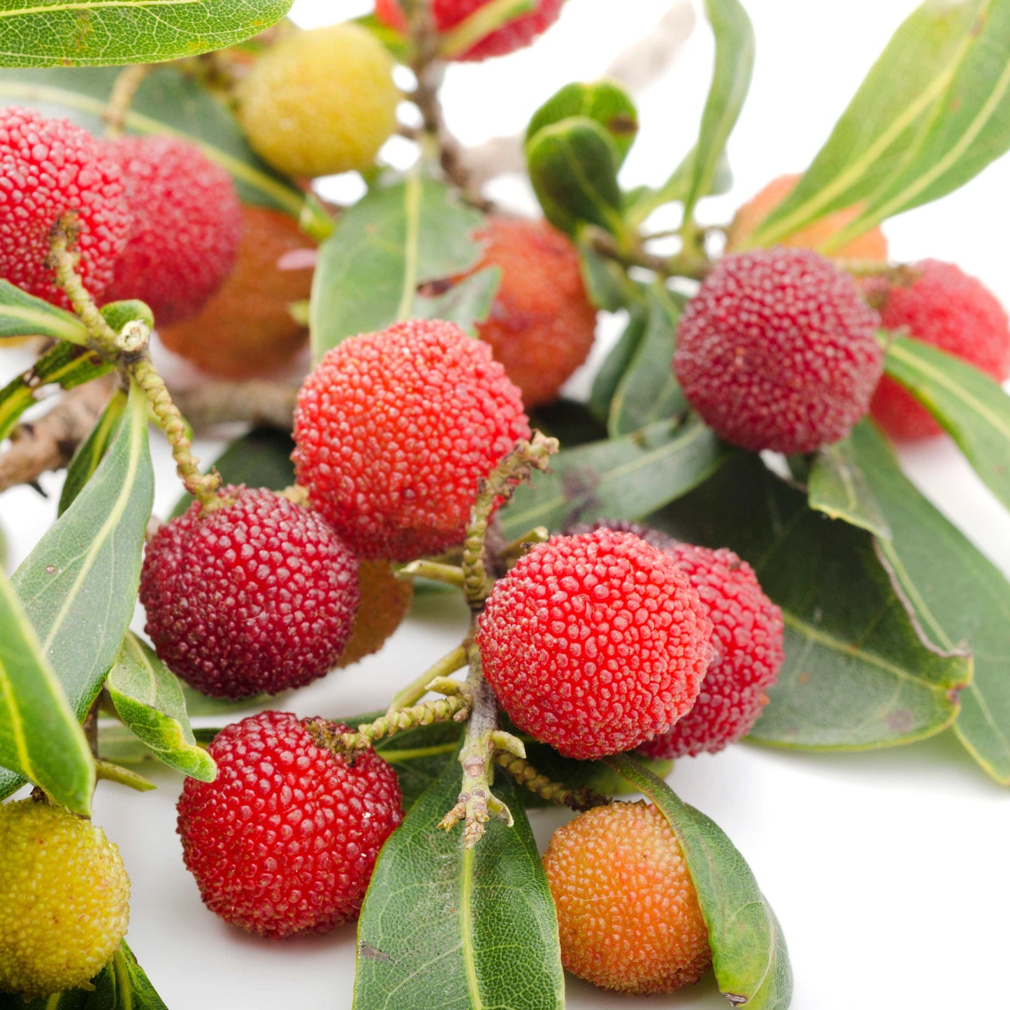 5Pcs Yangmei (Bayberry) Plant Seeds