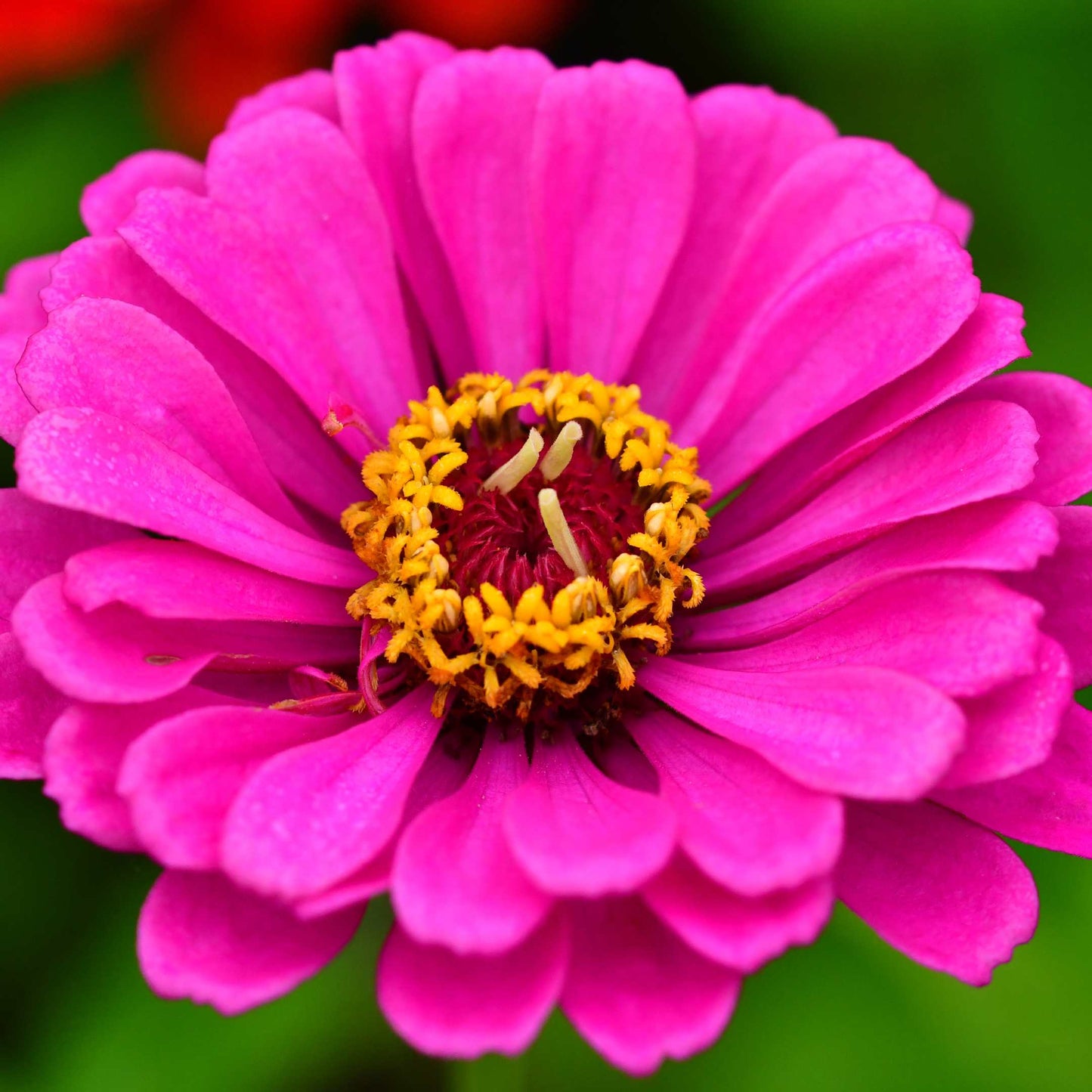 100Pcs Zinnia Flower Seeds Pack
