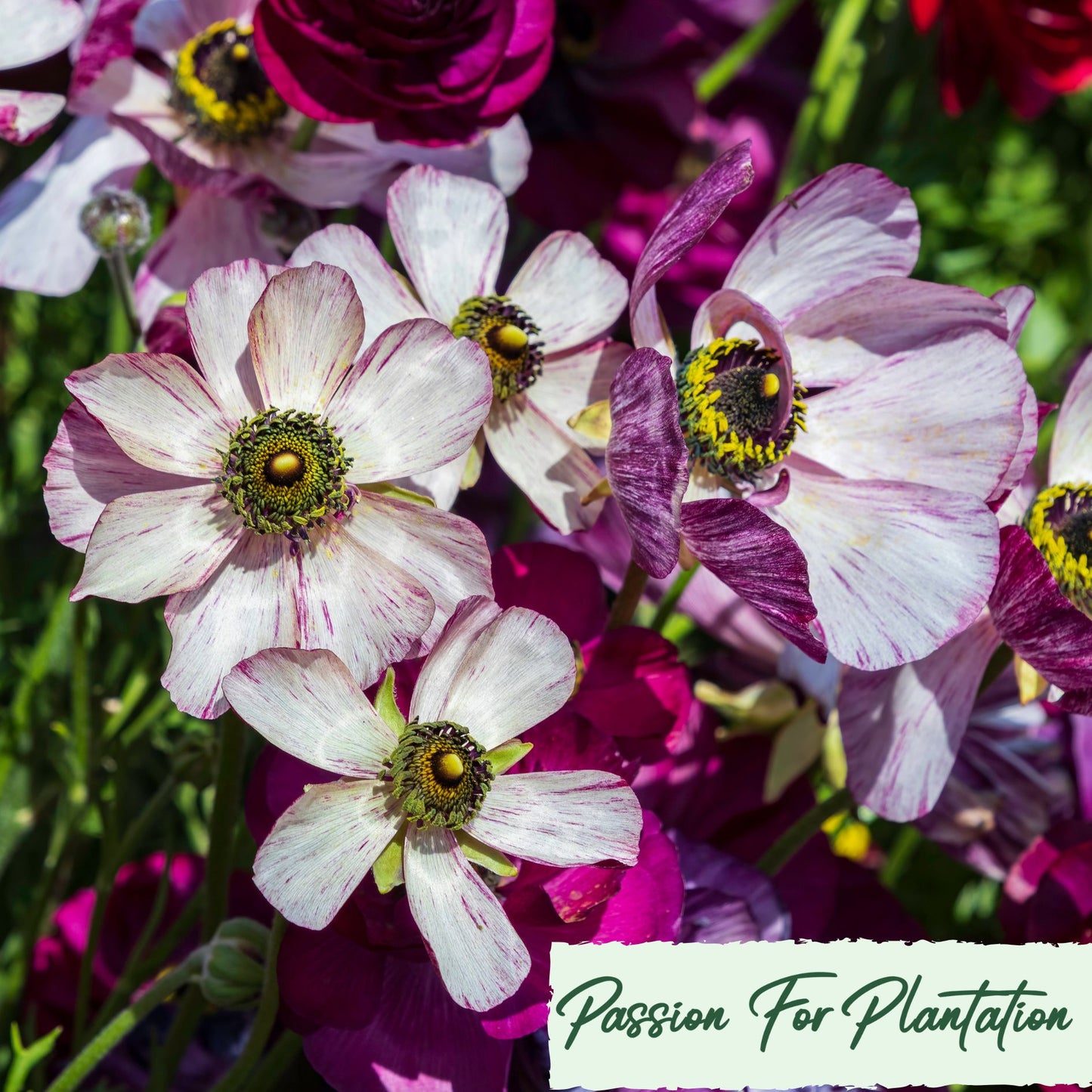 100Pcs Royal Ranunculus Asiaticus Seeds