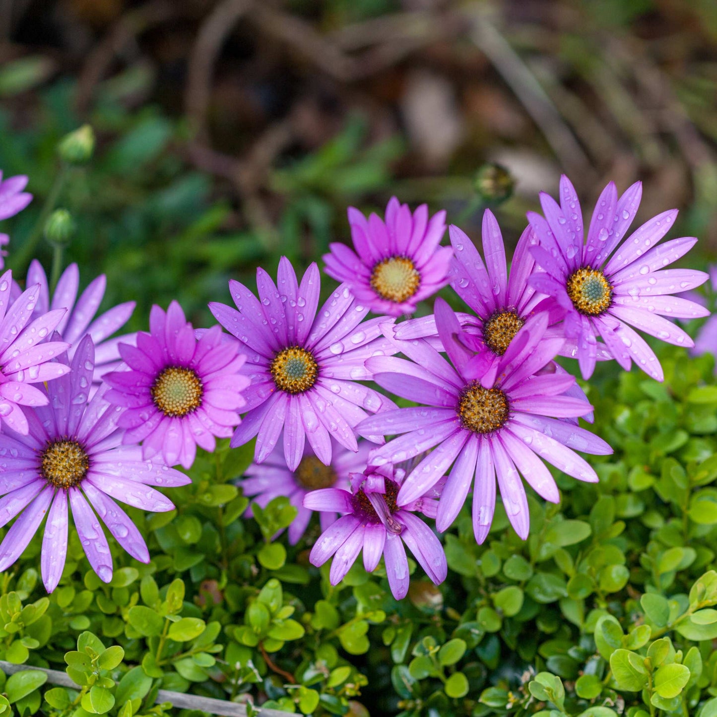 50Pcs Gerbera Daisy Flower Seeds Pack