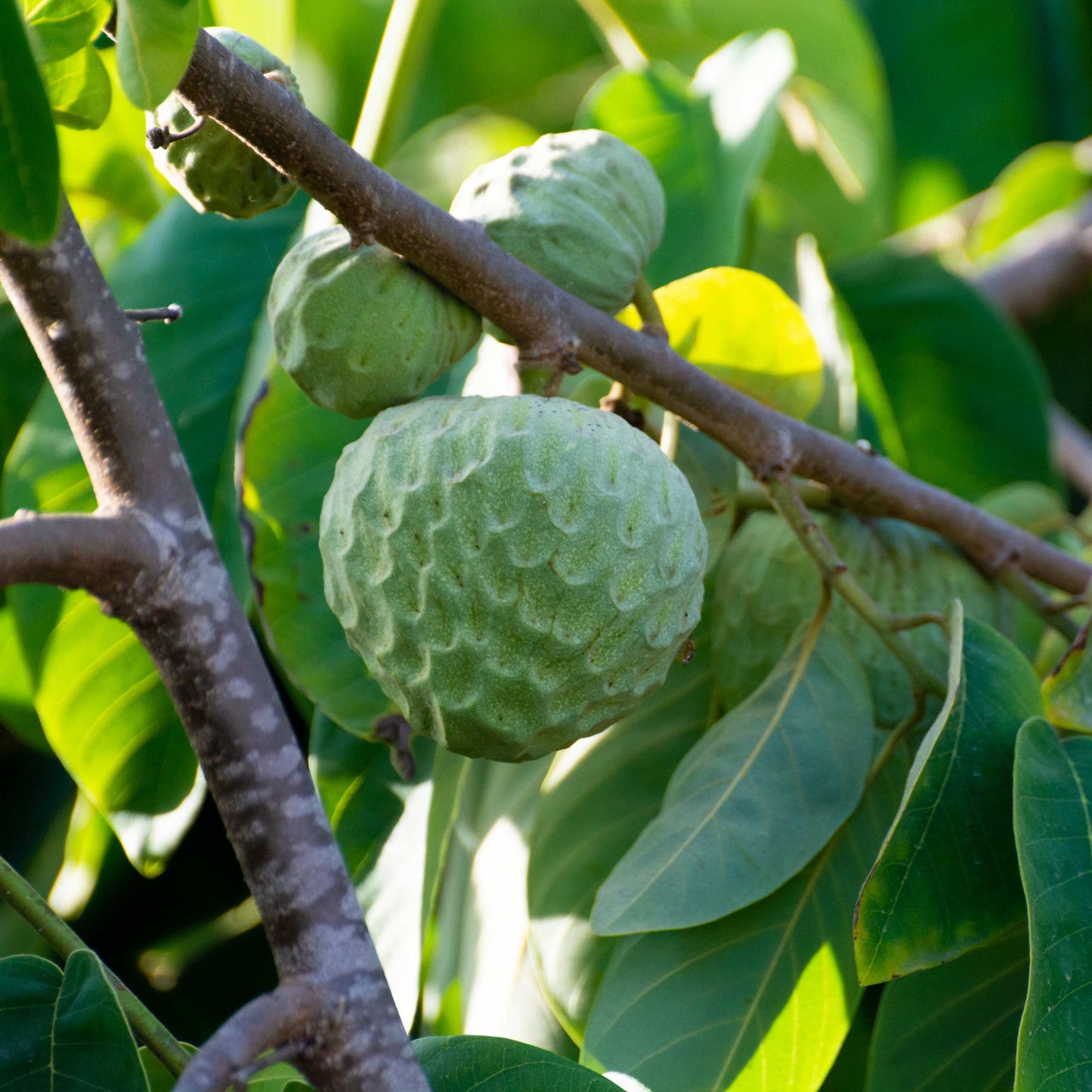 50Pcs Cherimoya Plant Seeds