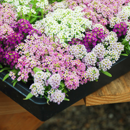 100Pcs Alyssum Flower Seeds Pack