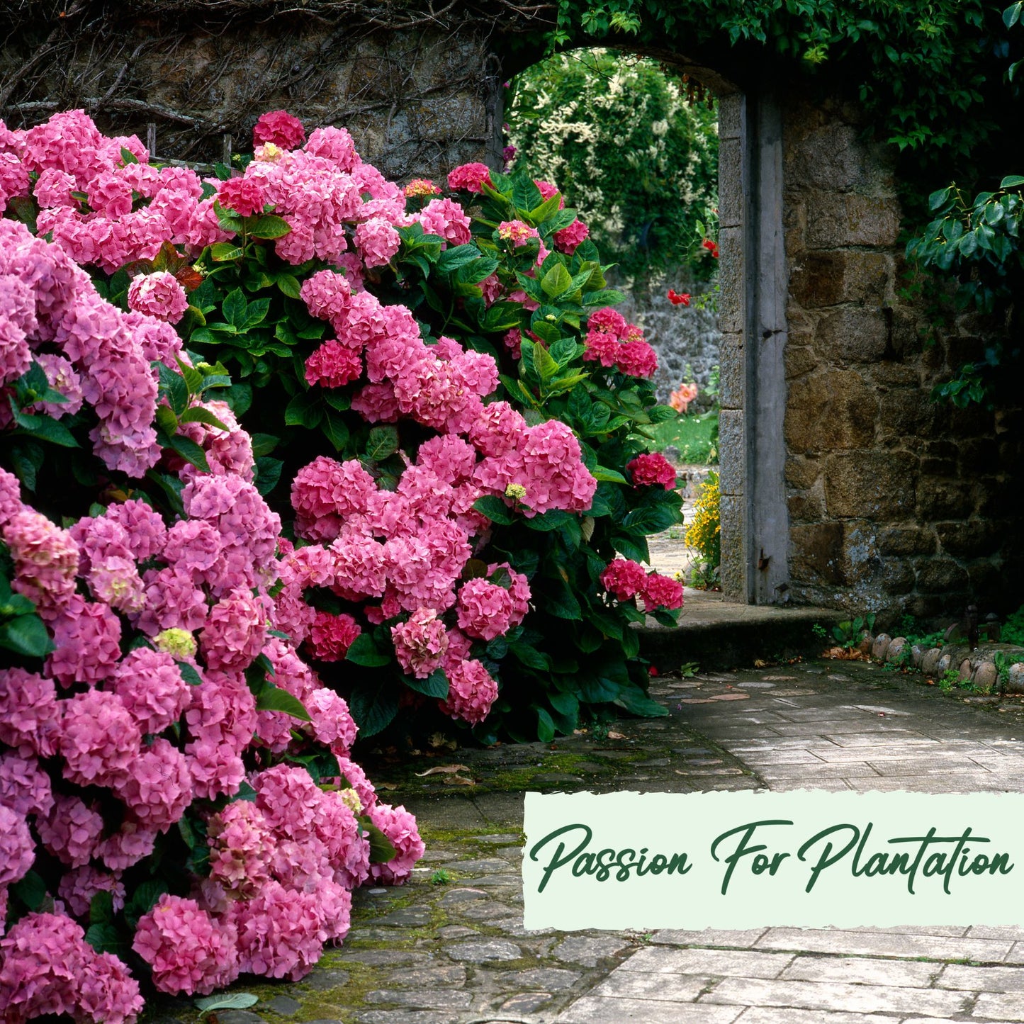 50Pc Emperor Hydrangea Flower Seeds Pack