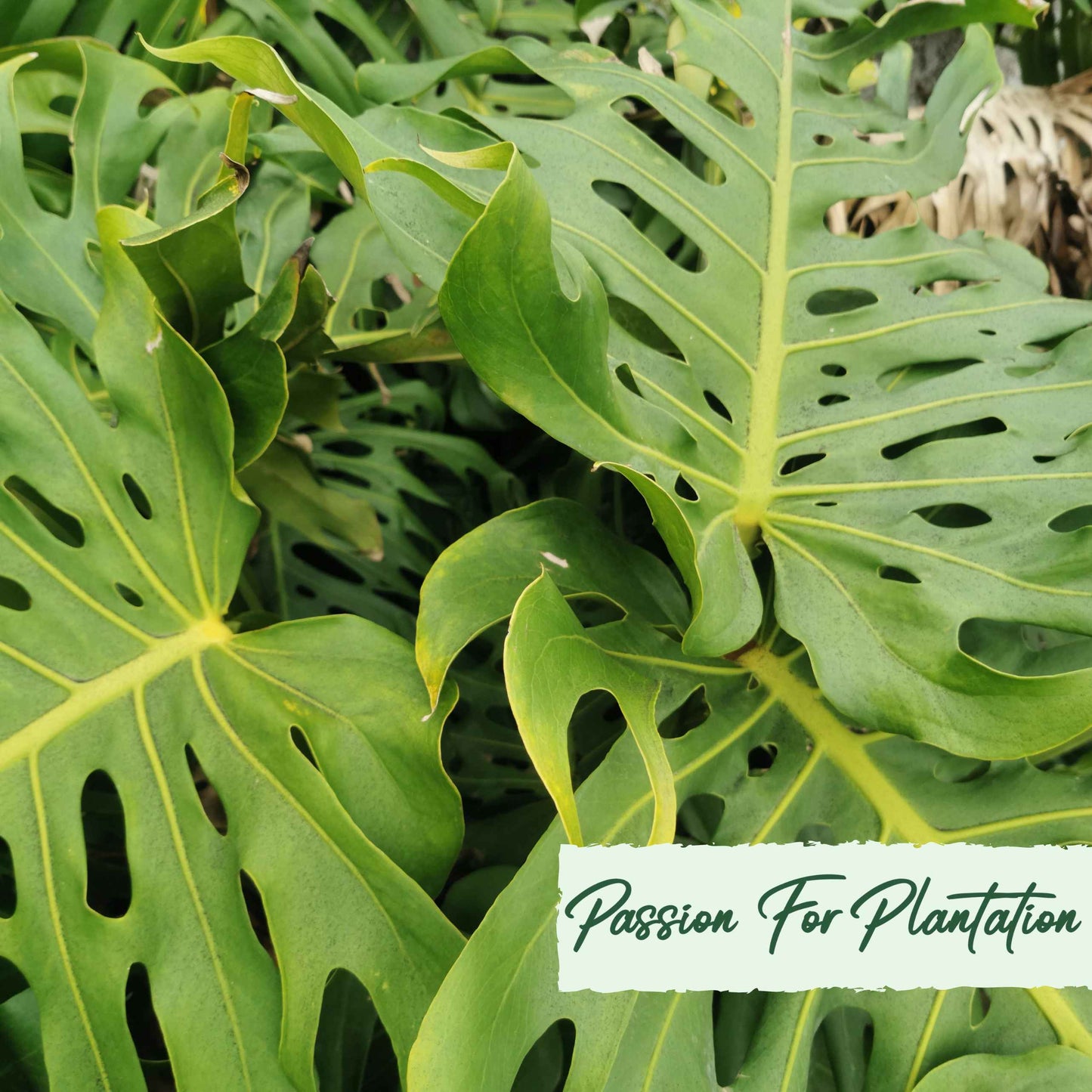 50Pcs Monstera deliciosa Liebm Seeds