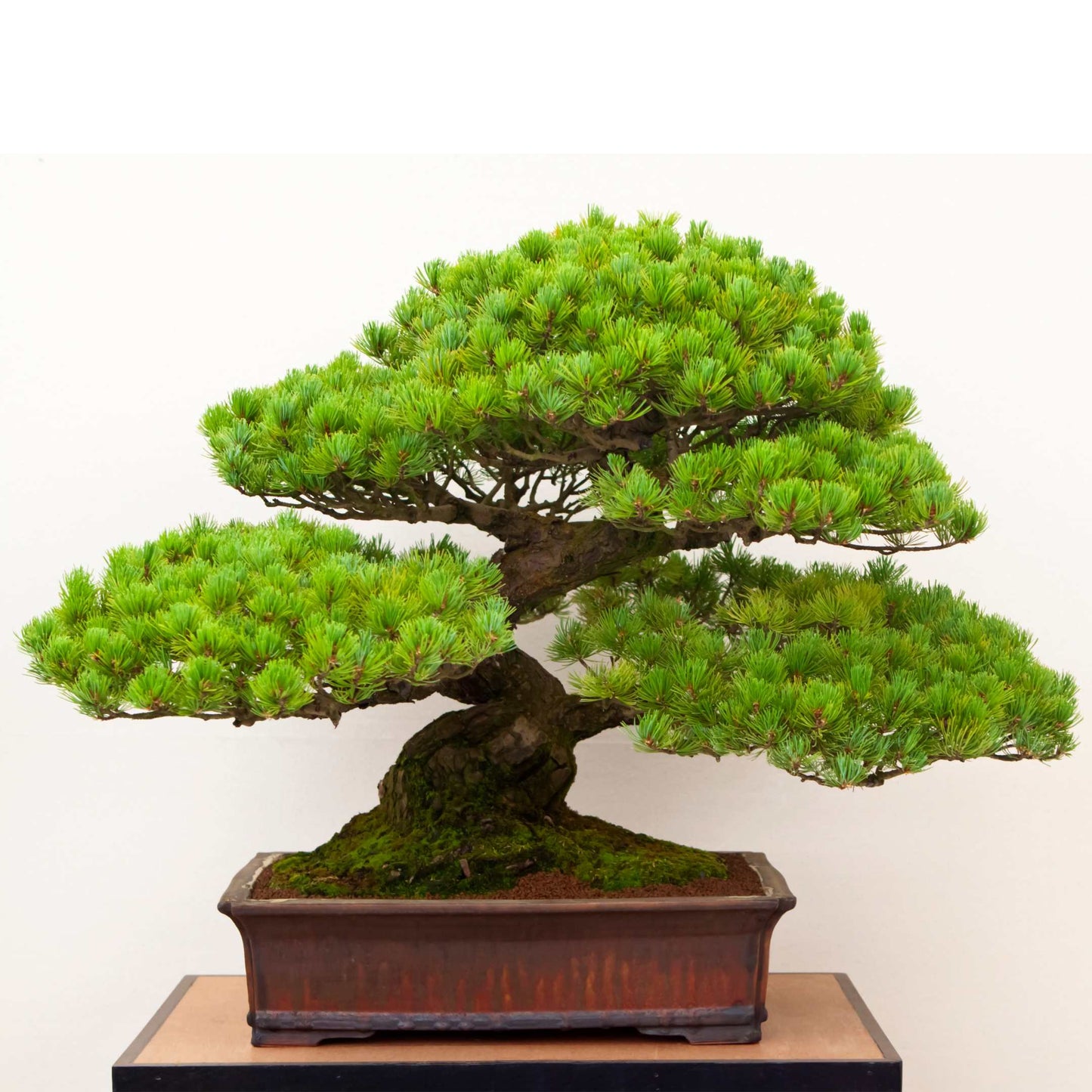 20Pcs Japanese Black Pine Seeds (For Bonsai)