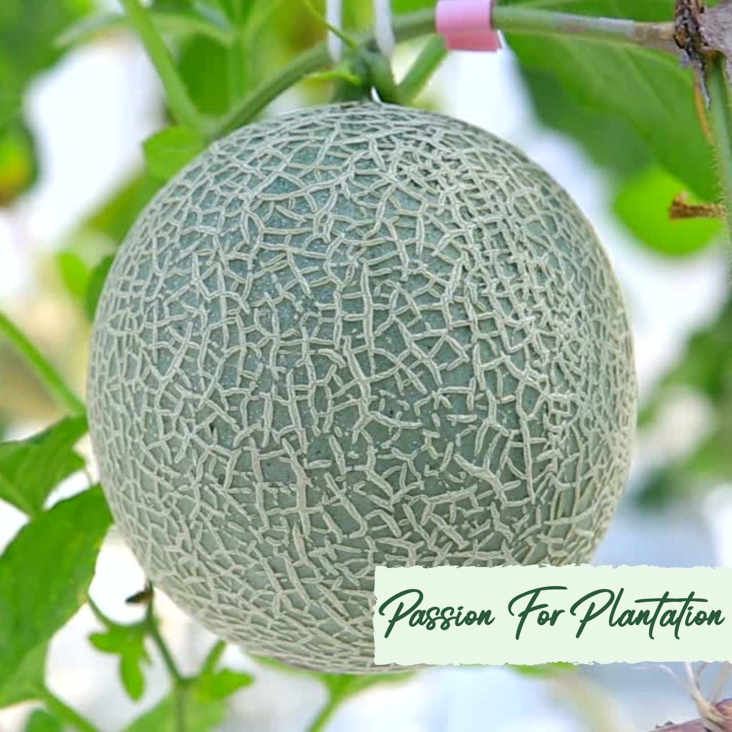 20Pcs Yubari Phoenix Emperor Melon Fruit Seeds