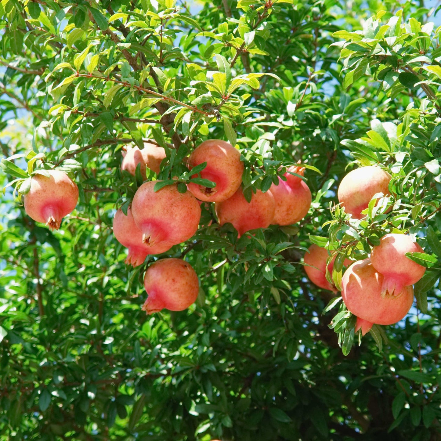 20Pcs Red Jewel Pomegranate Tree Seeds