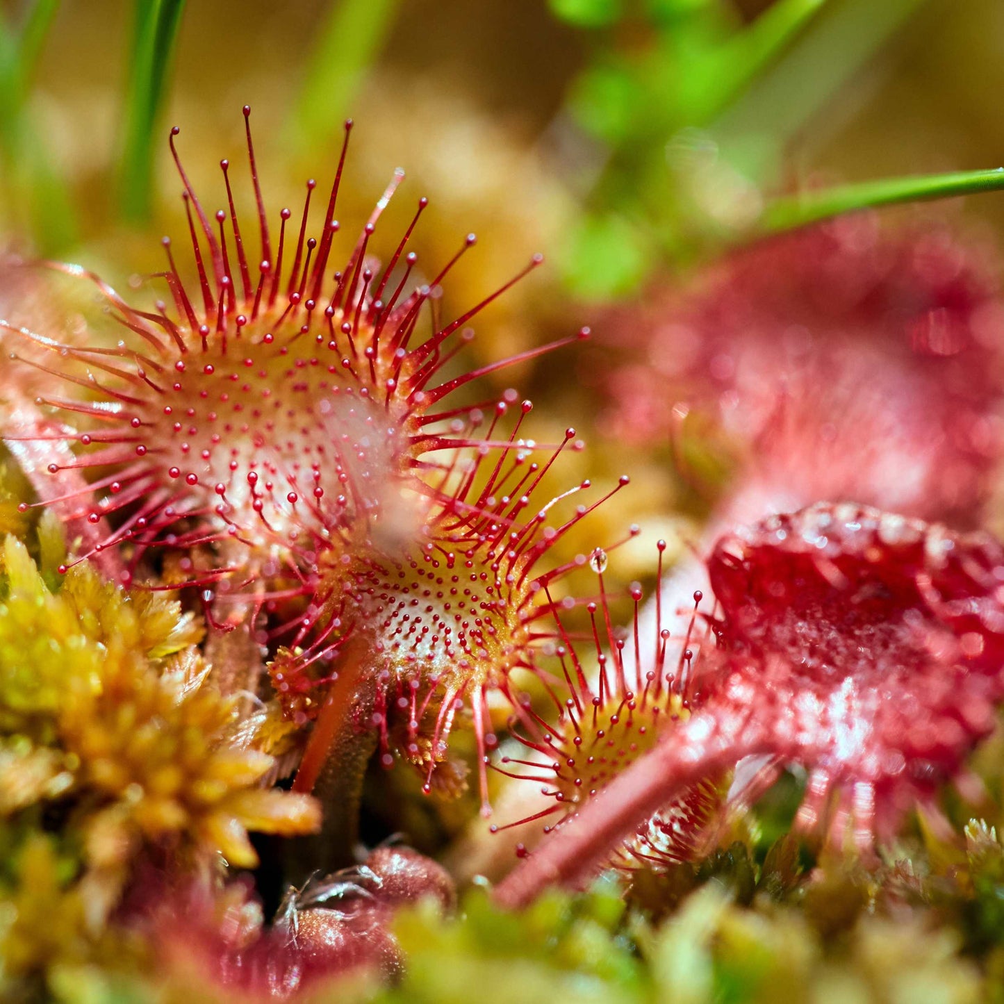 50Pcs Carnivorous Sundew Plant Drosera Flower Seed