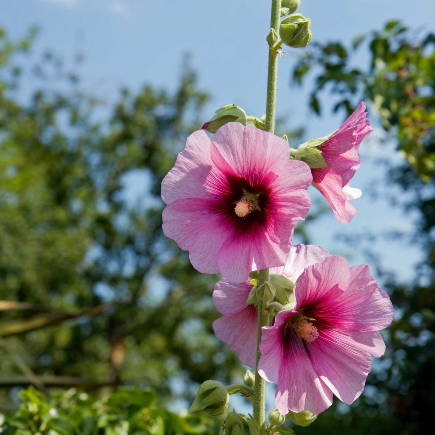 200Pcs Hollyhock Seeds Pack