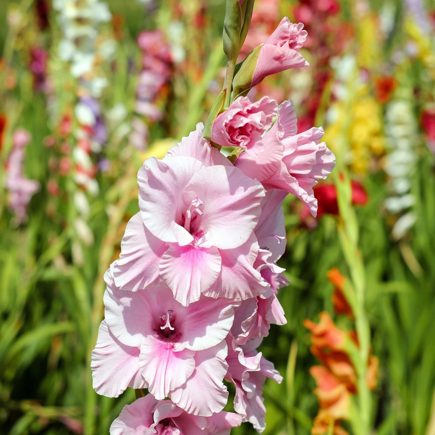 100Pcs Gladiolus Flower Seeds Pack