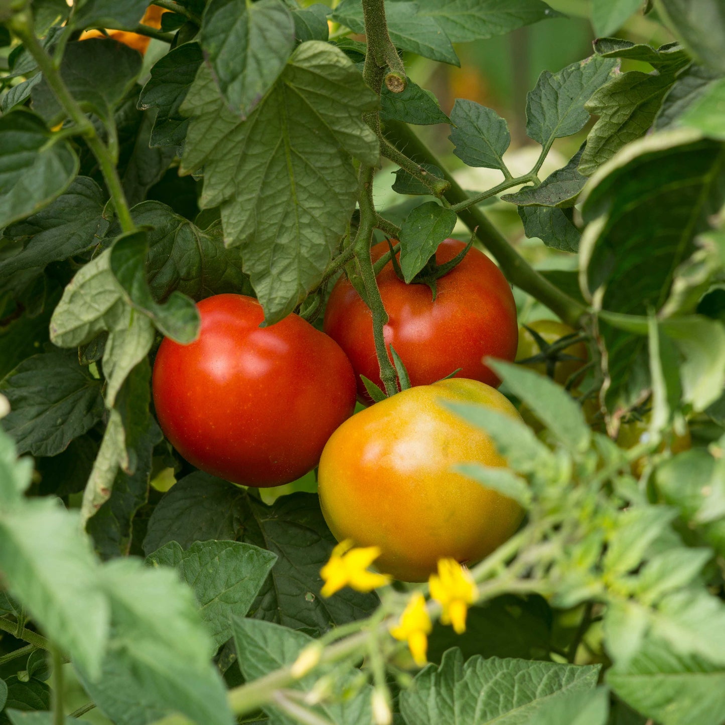 100Pcs Tomato Plant Seeds