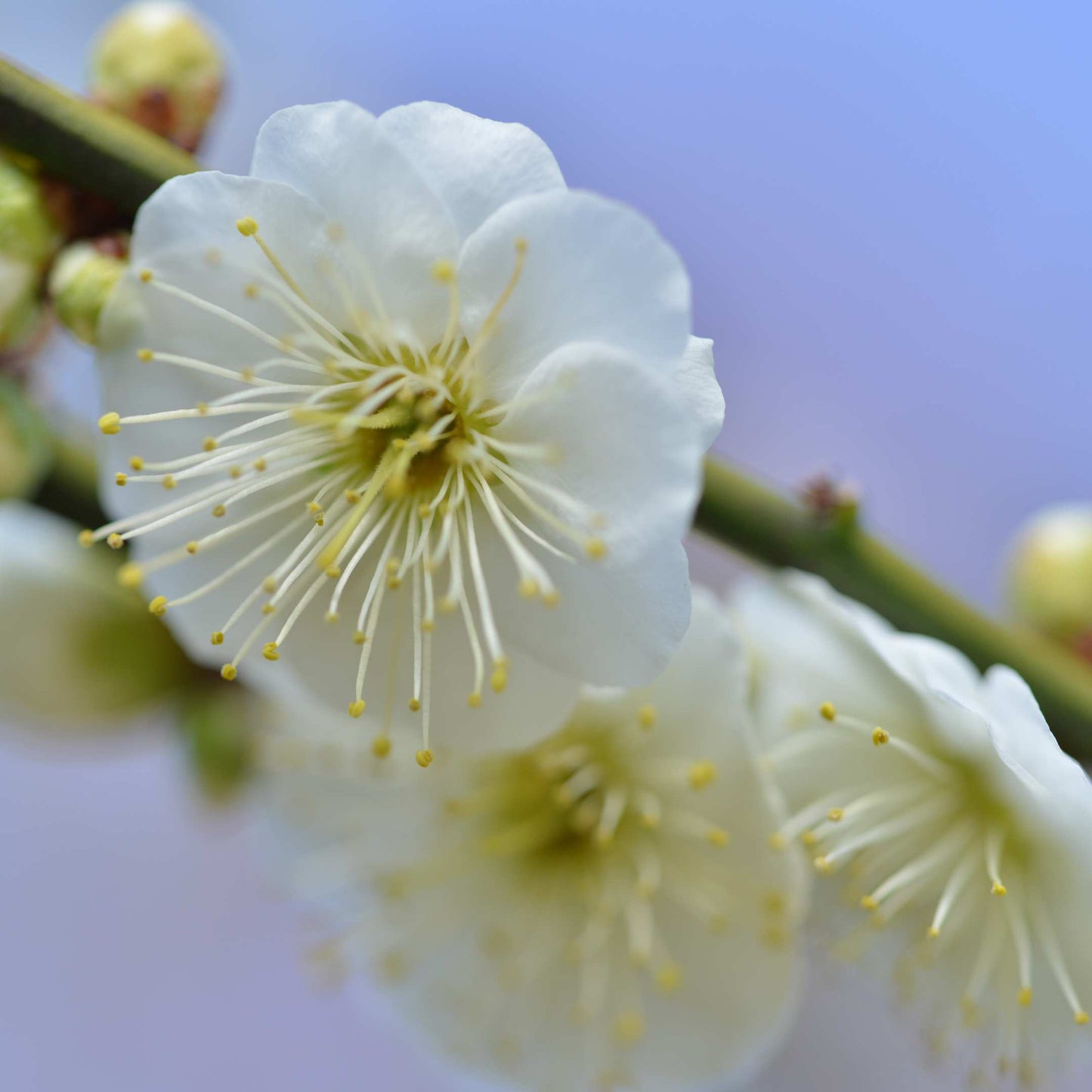 20Pcs Japanese Plum Blossom / Ume Flower Seeds