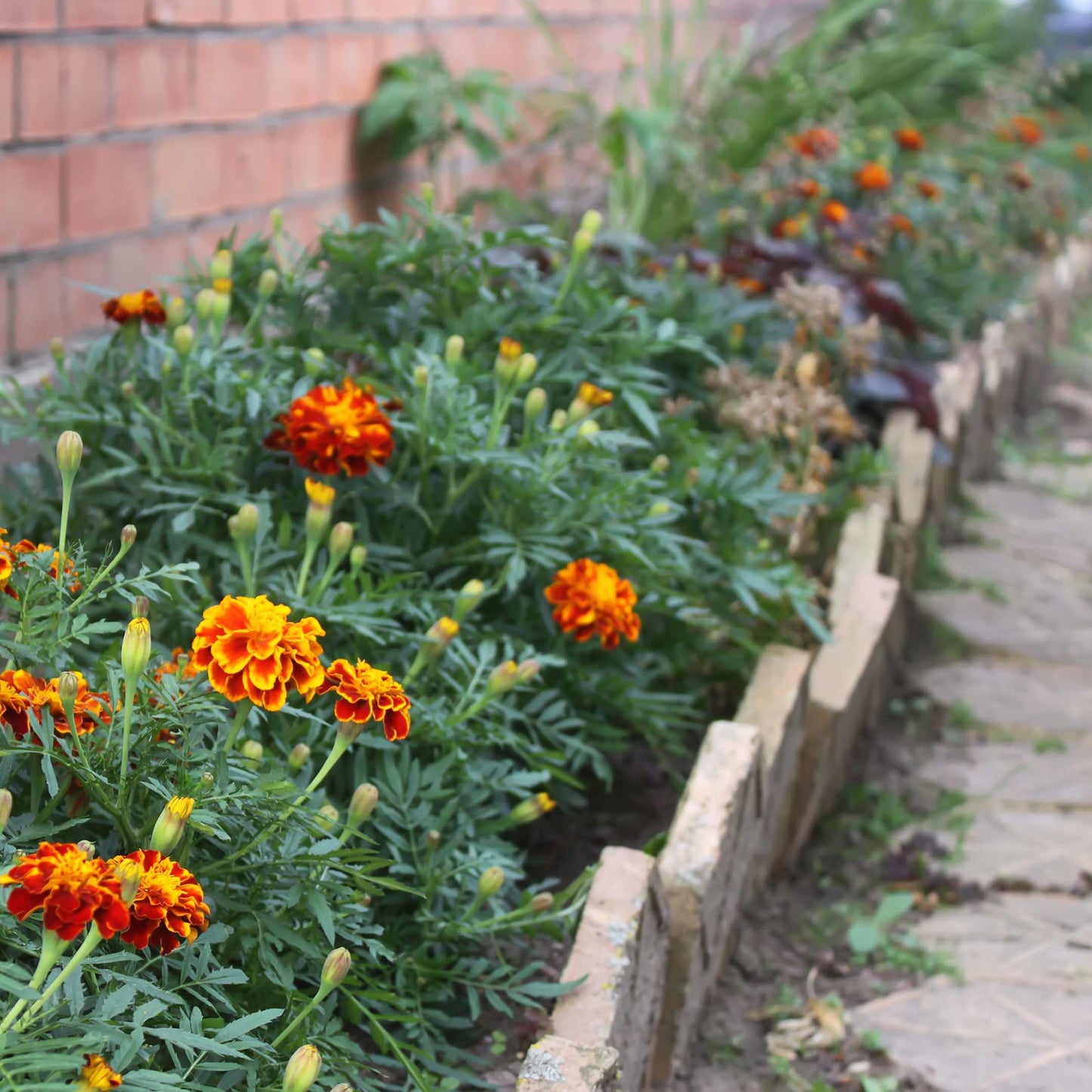 100Pcs French Marigold Flower Seeds Pack